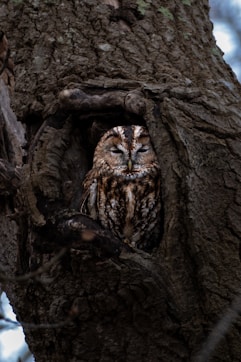 A tawny owl rests in a tree hollow.