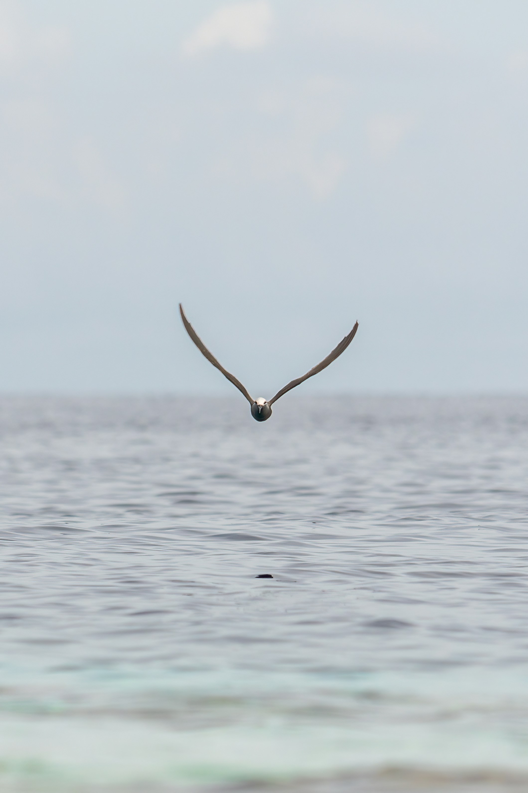 Seagull flying over the ocean water