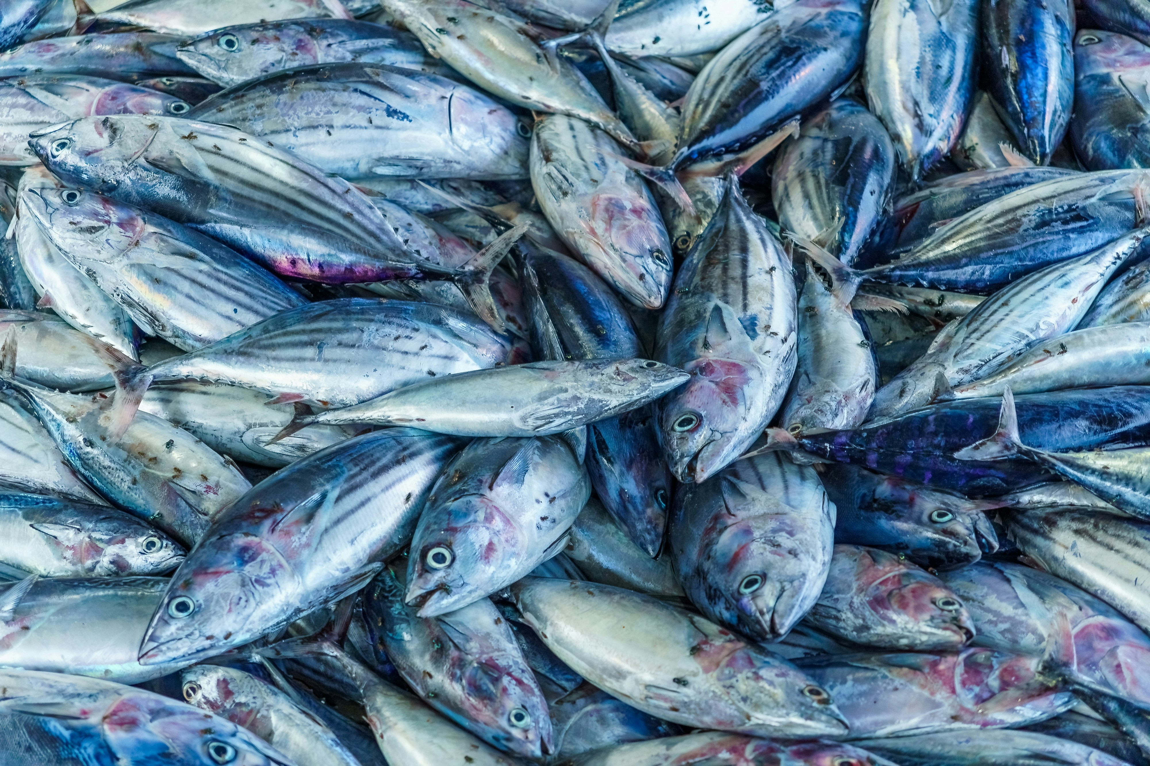 A large pile of fresh, silvery fish.