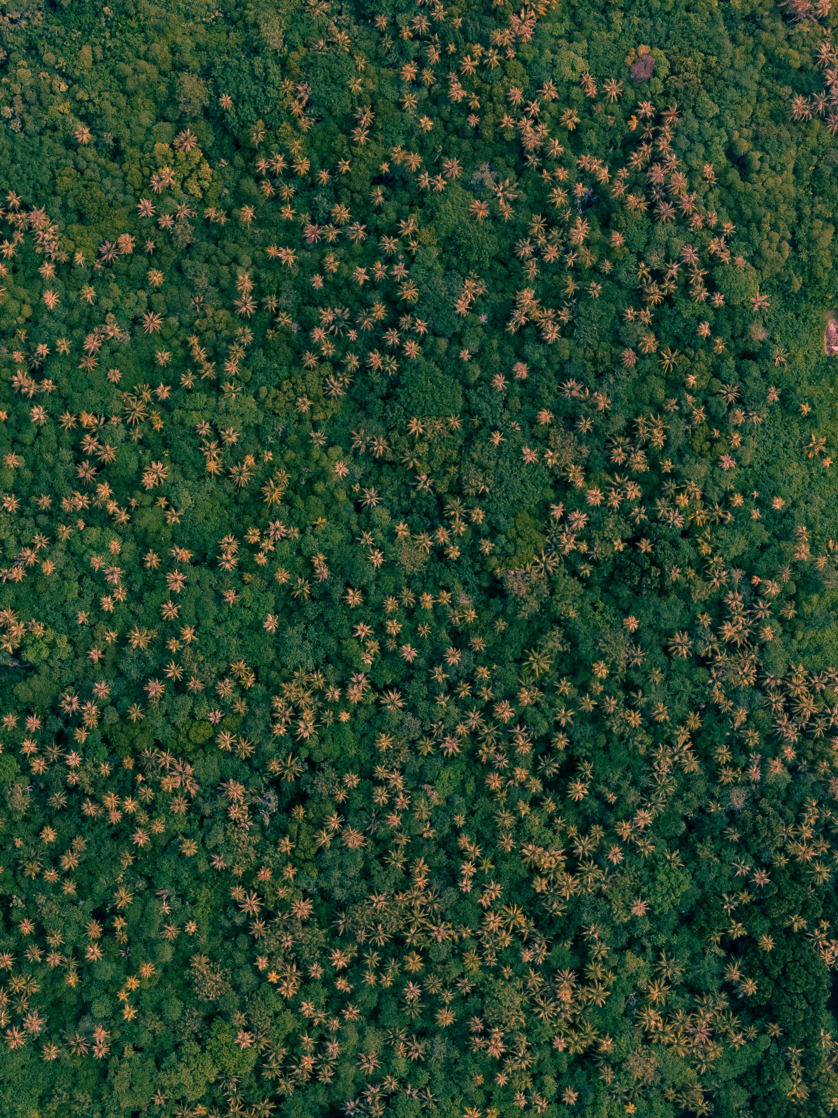 Aerial view of a dense forest with scattered palm trees