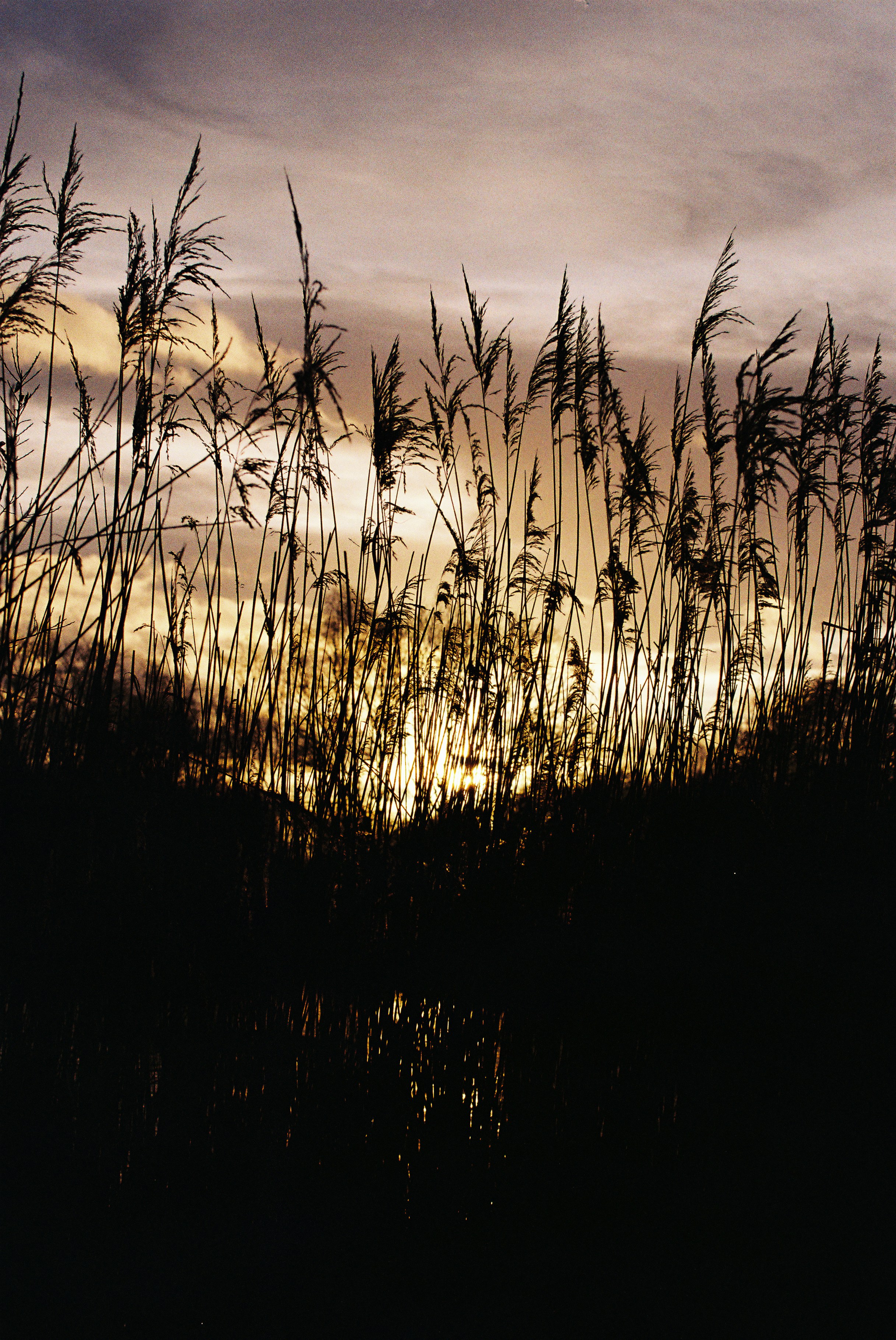 Tall grass silhouetted against a dusky sunset sky.