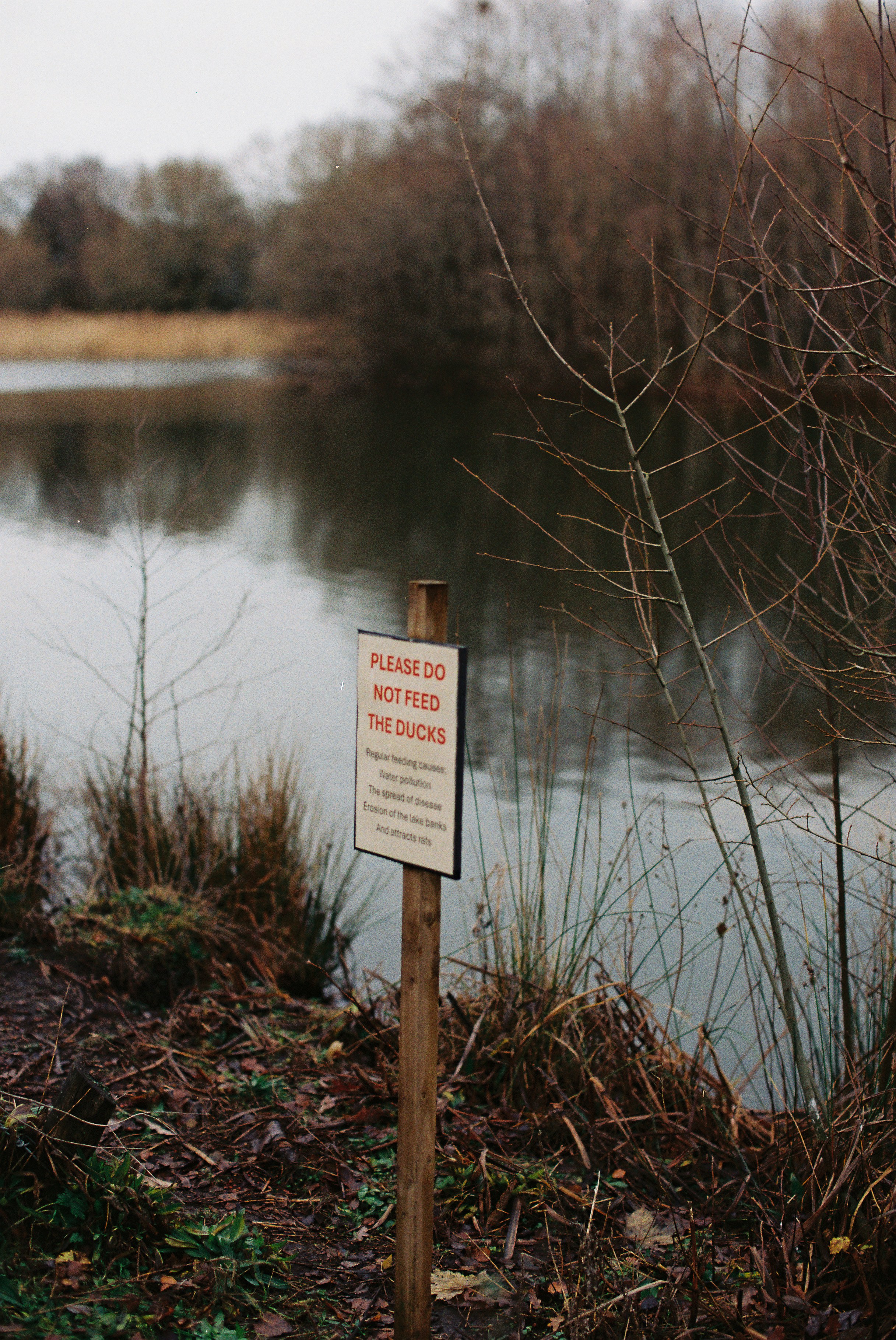 'He decided to kill': Man drowned victim at pond in park because he did not want to 'seem weak' as horrified onlookers watched in broad daylight