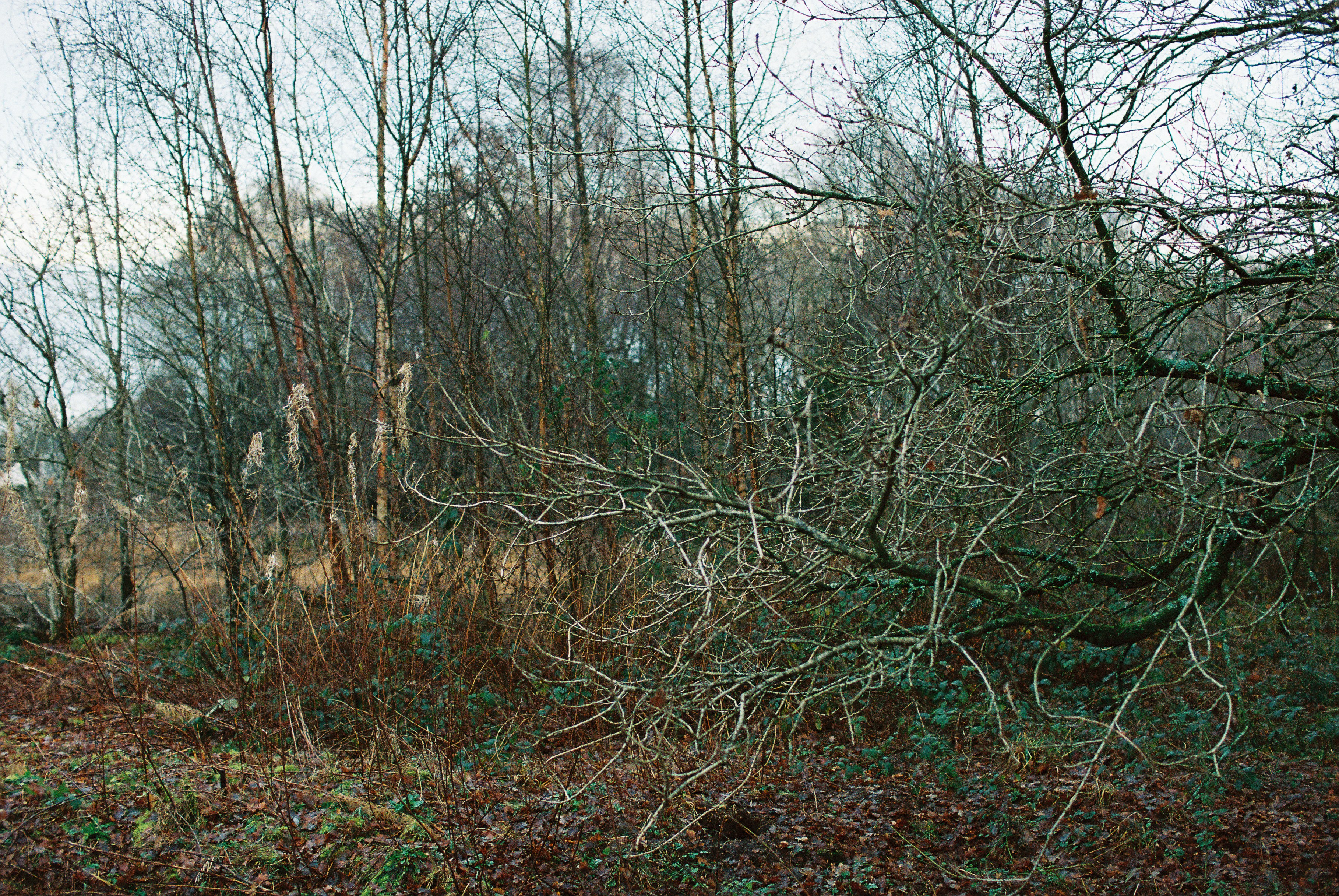 Bare branches of a fallen tree in a marshy woodland.