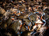 A large pile of blue crabs