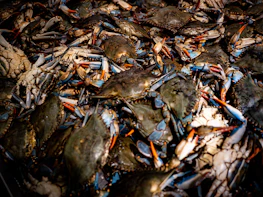 A large pile of blue crabs