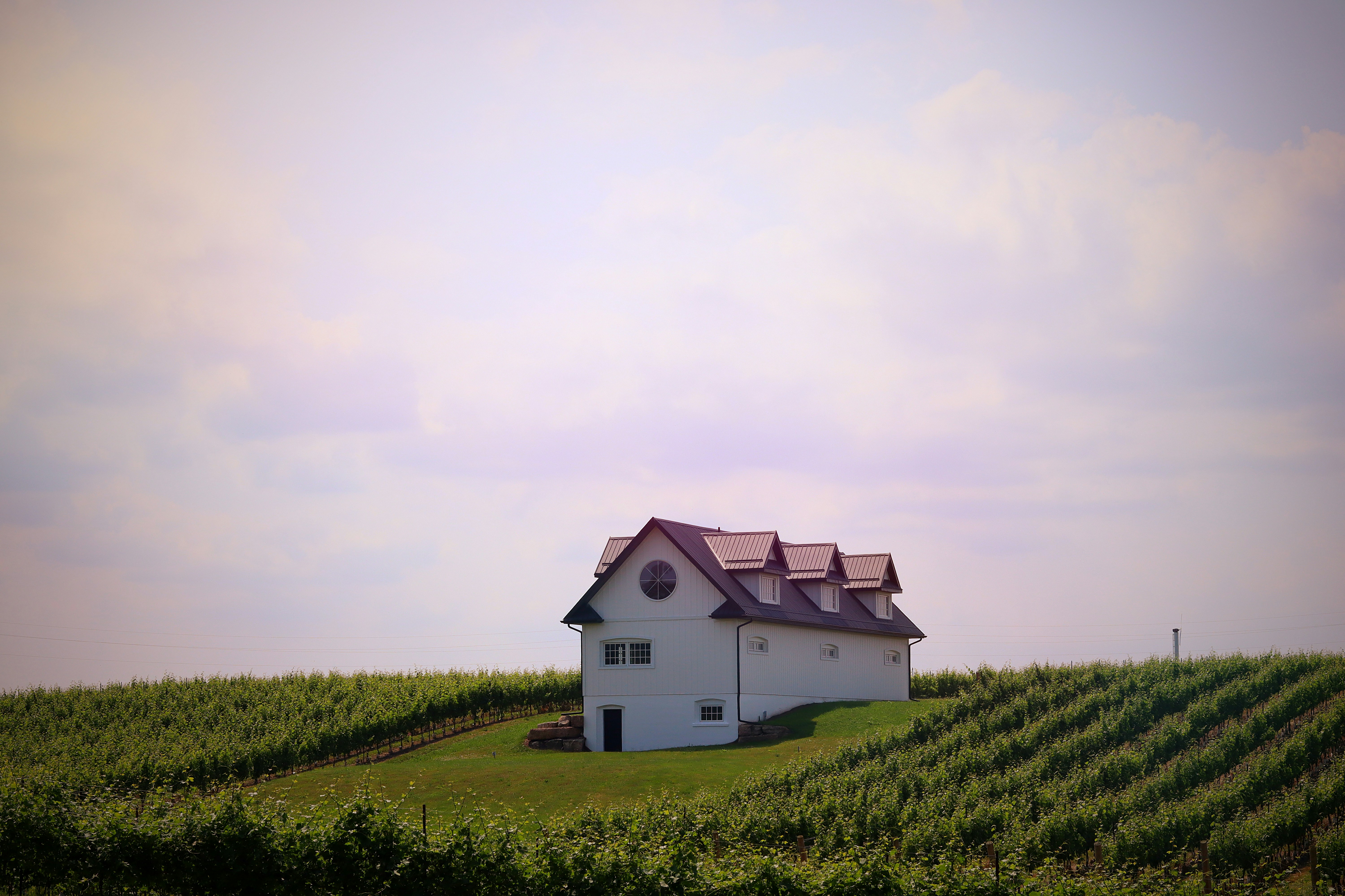 Une maison blanche se dresse sur une colline au milieu de vignobles.
