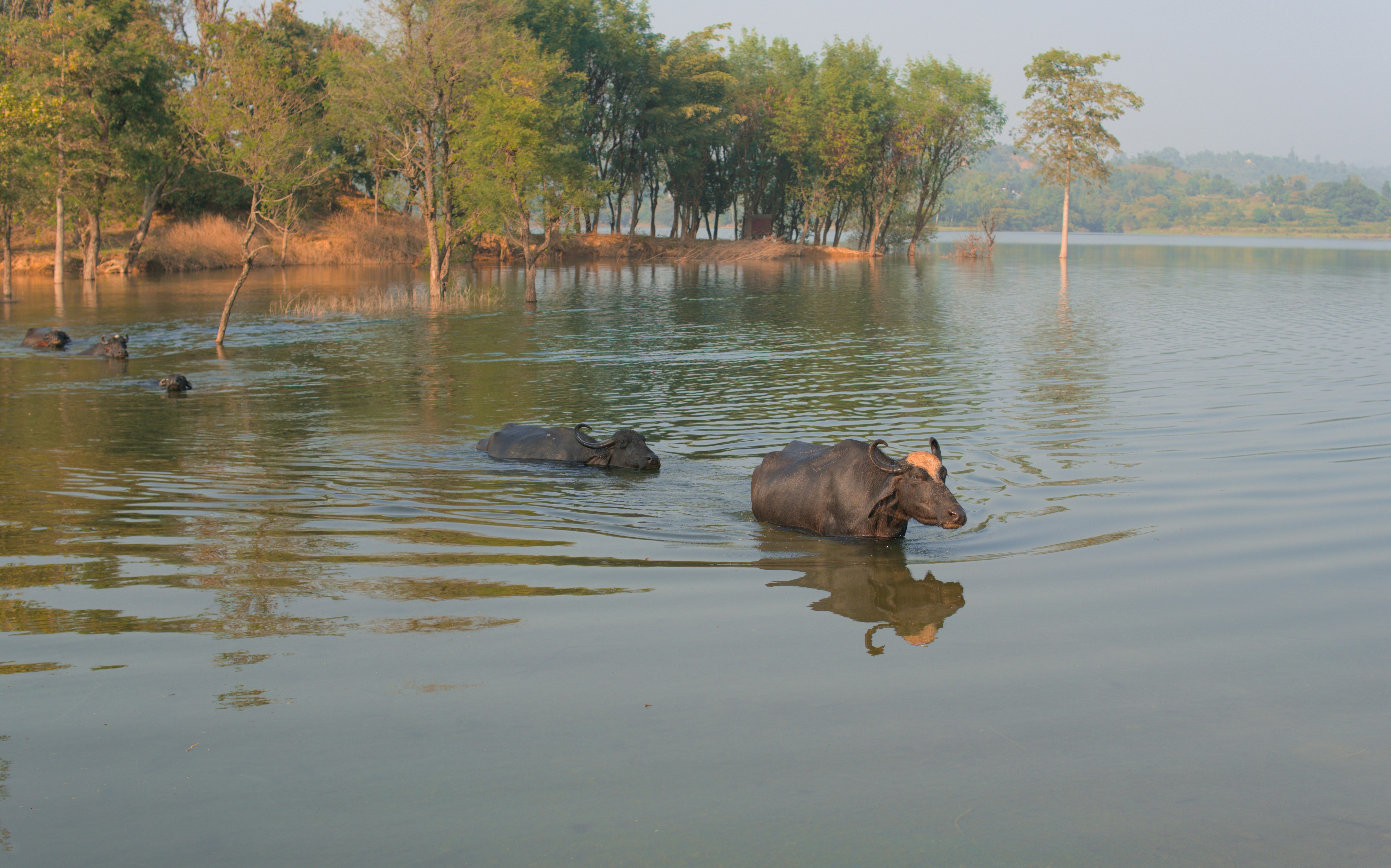 Two water buffaloes swimming in a lake.