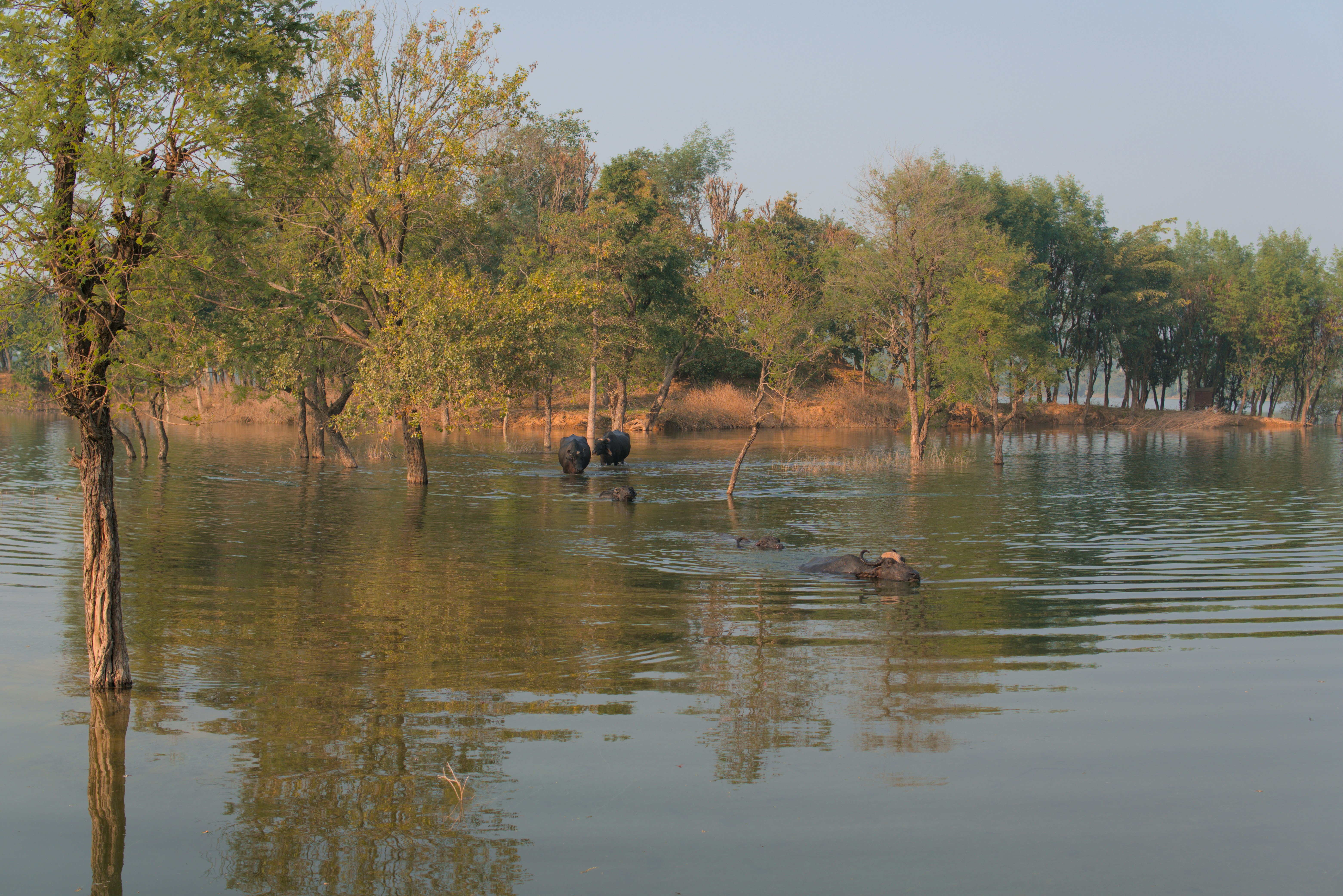 Flooded trees and calm water with reflections