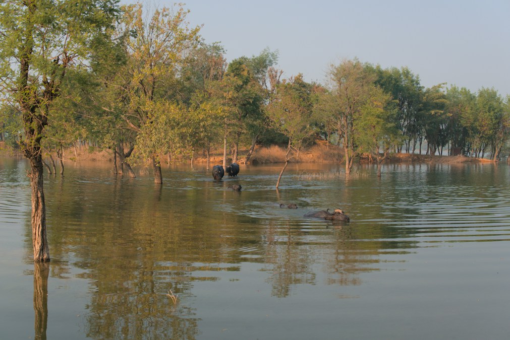 Arbres inondés dont les troncs se reflètent dans une eau calme