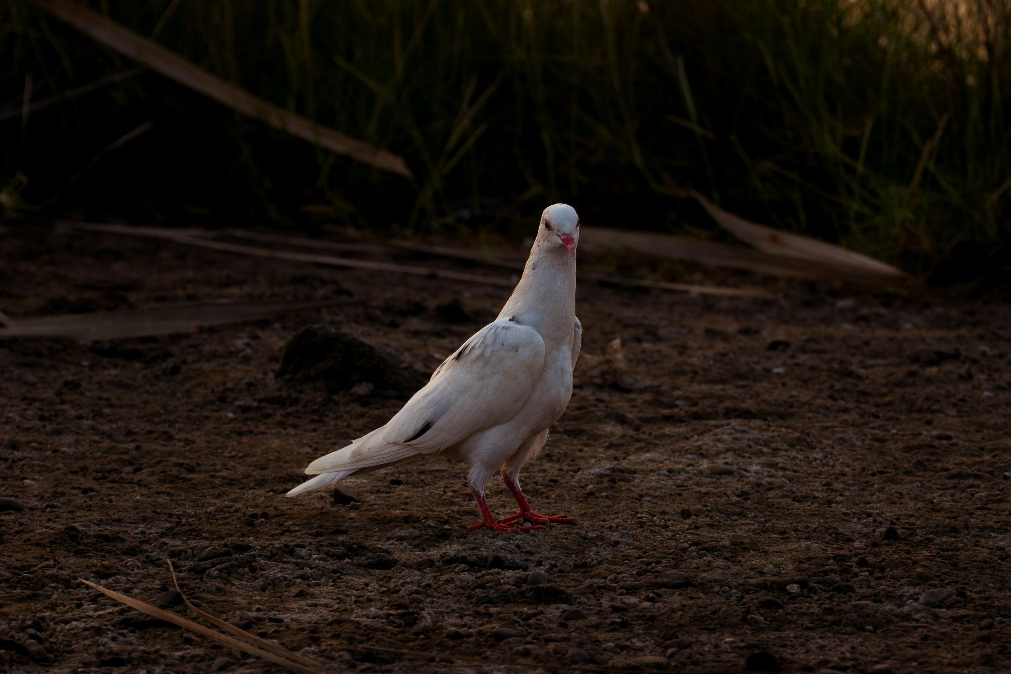 A white dove stands on dark soil.
