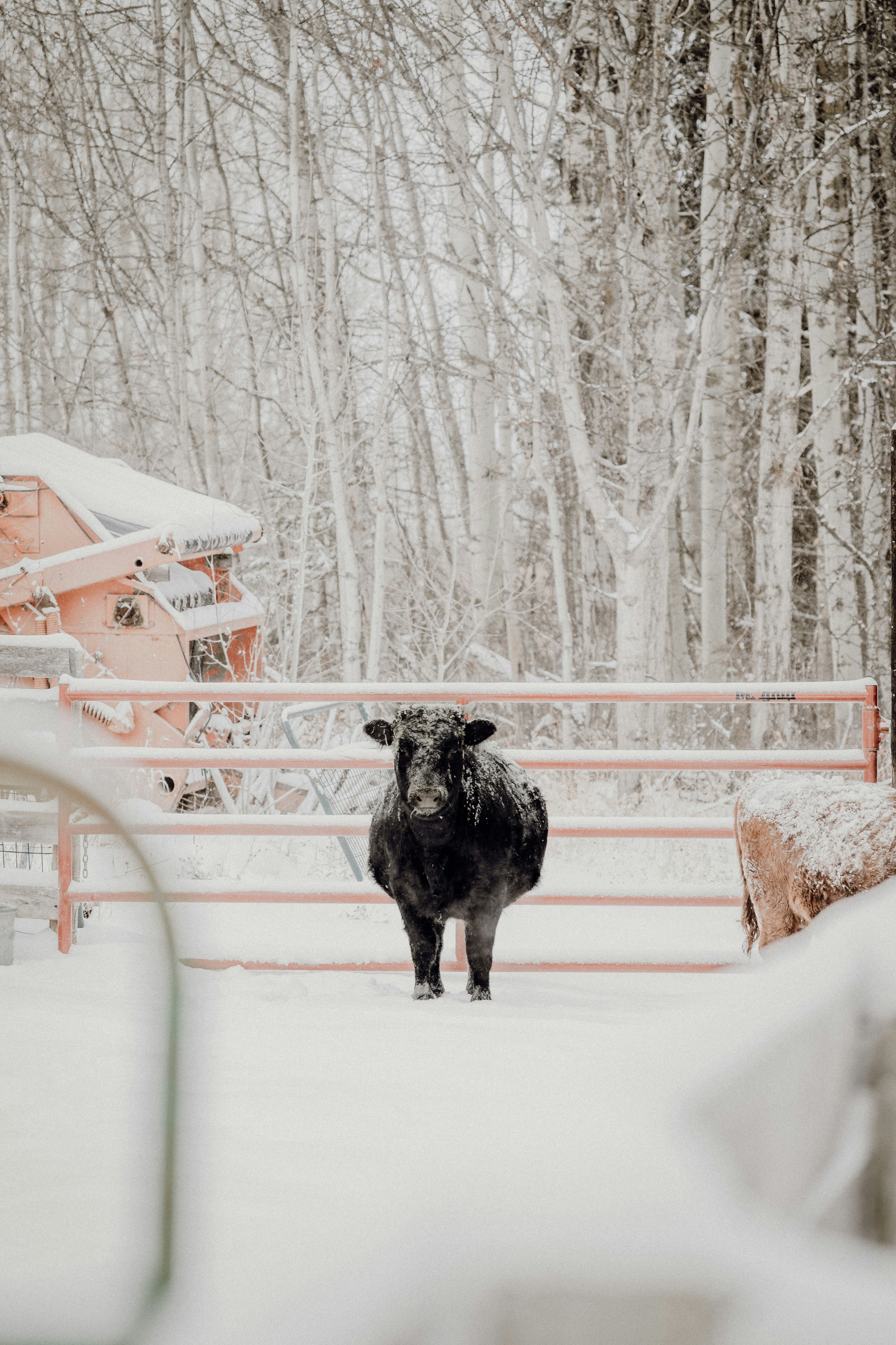 A black cow stands in the snow during winter.