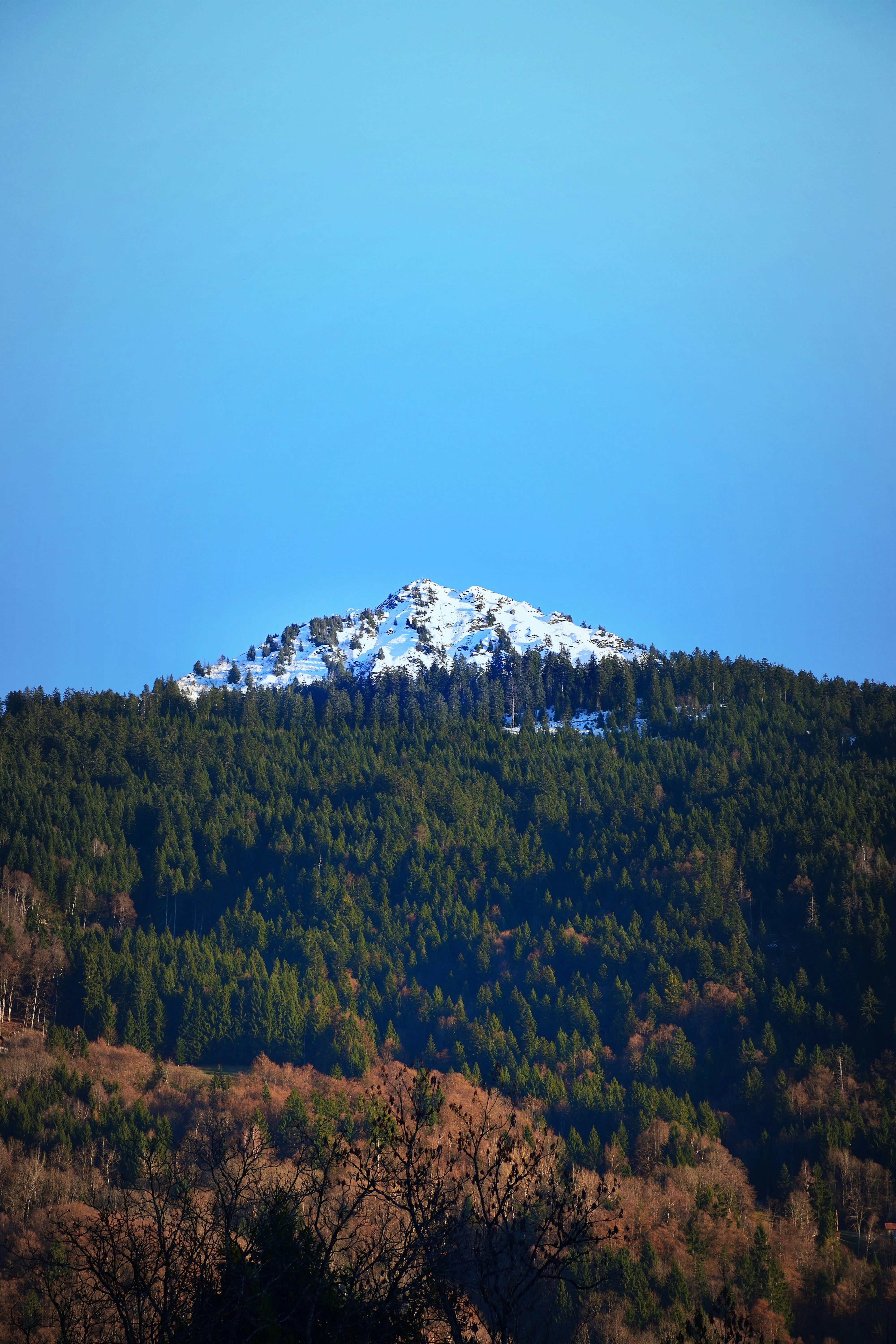 Snow-capped mountain peak above a dense forest