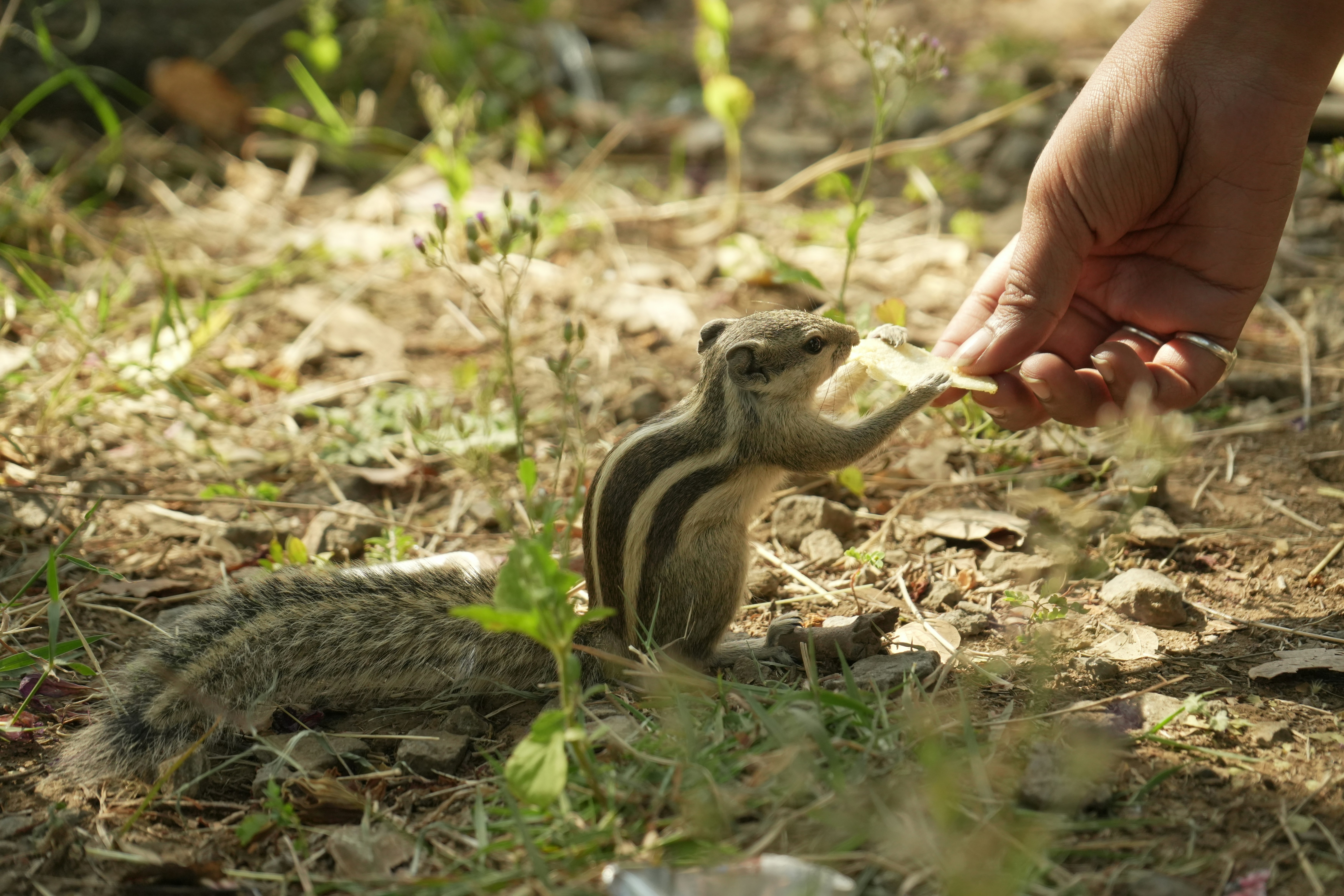 A person feeding a squirrel a piece of food.