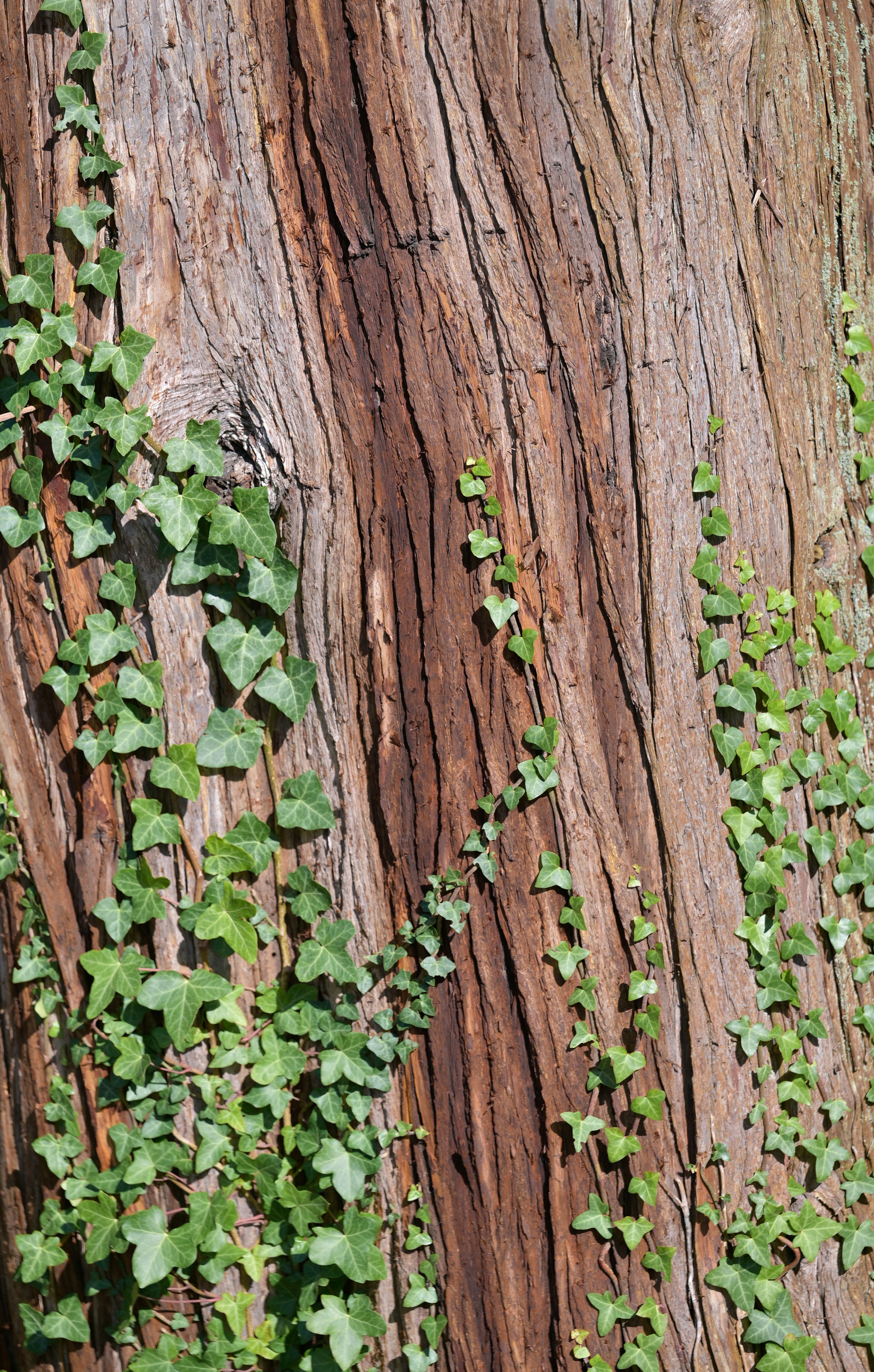 Photo by jonathankslim