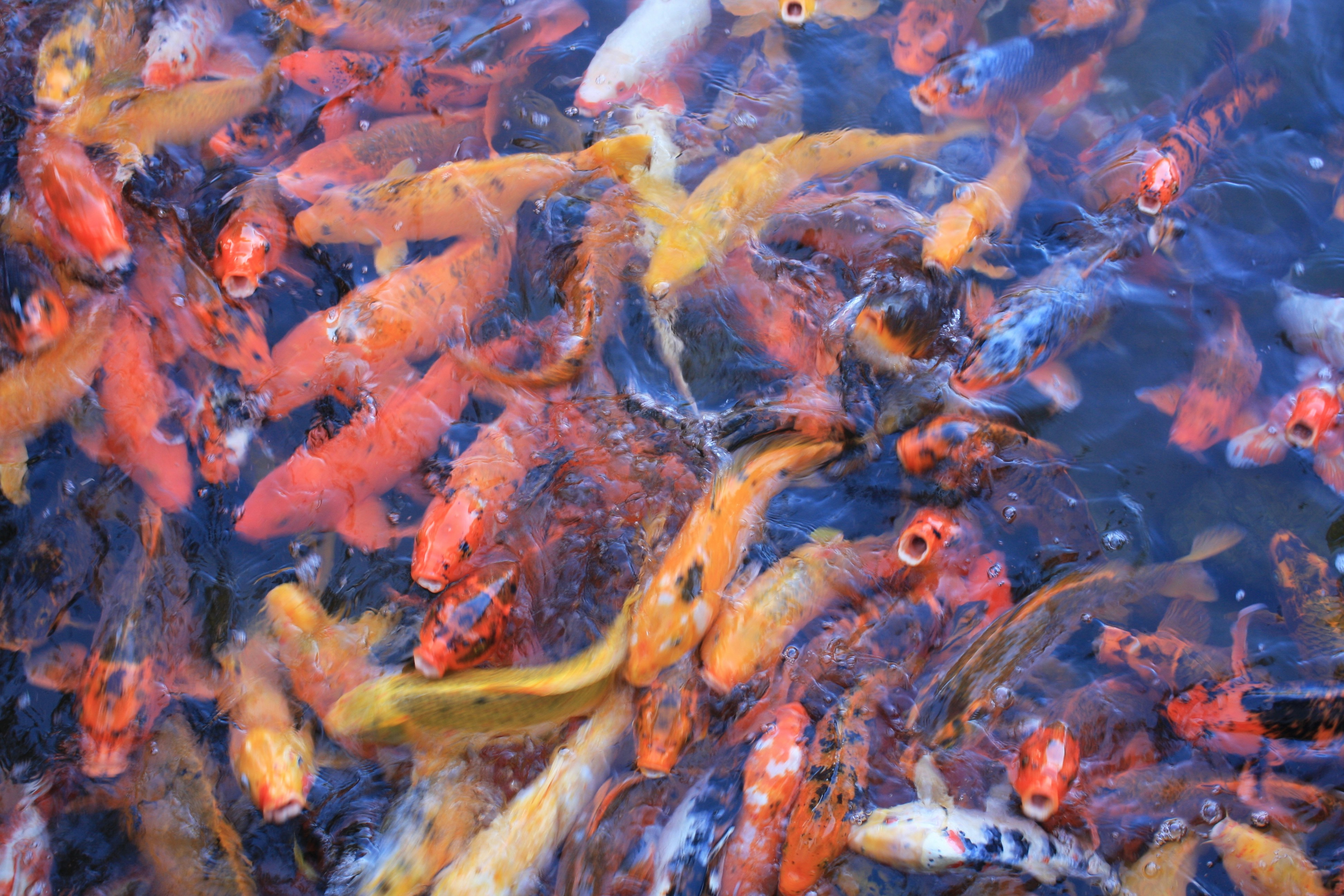 Photo by abhinavgorantla