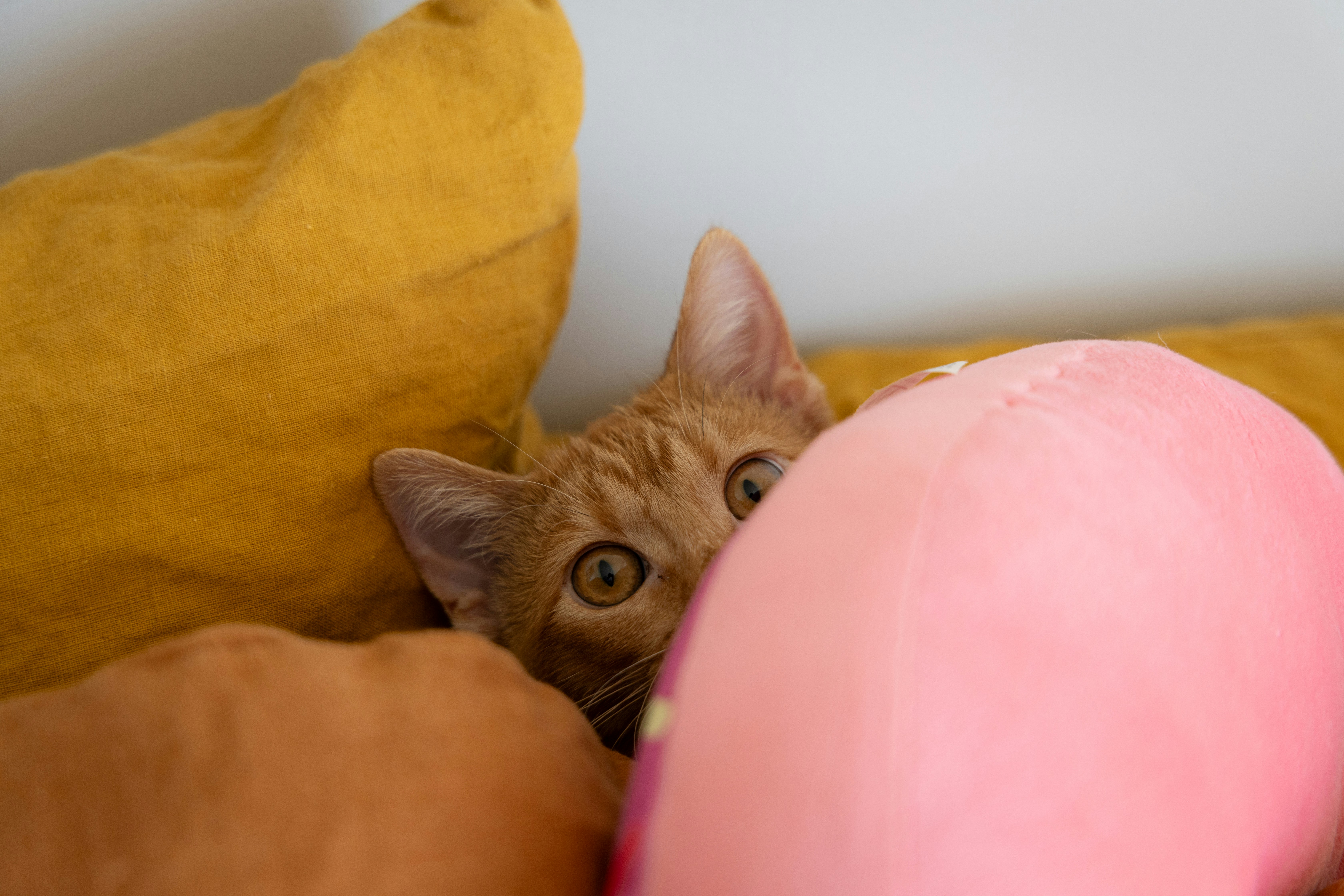 An orange cat peeks out from behind pillows.
