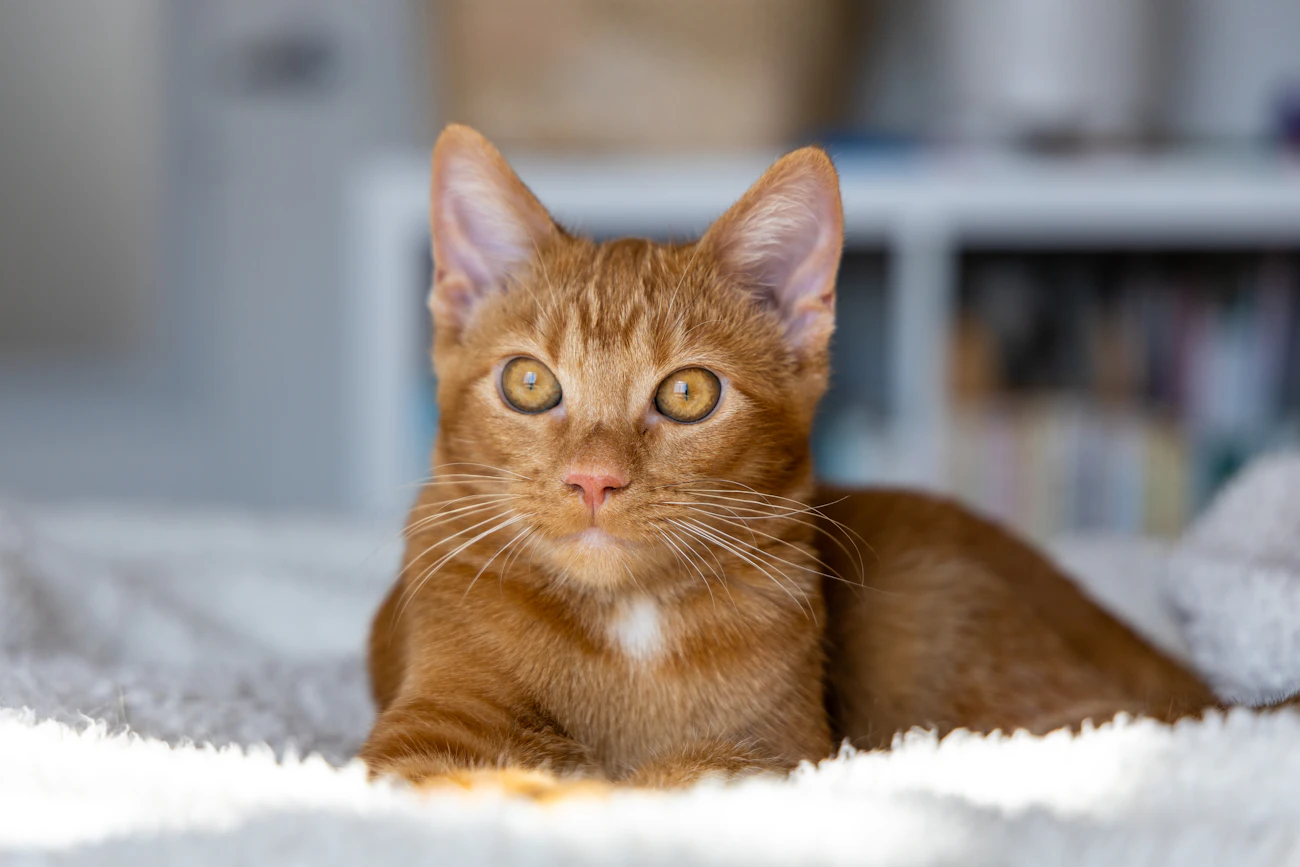 ライフスタイル別の記事「保護猫の脱走防止を賃貸で強めに見る理由」のアイキャッチ画像