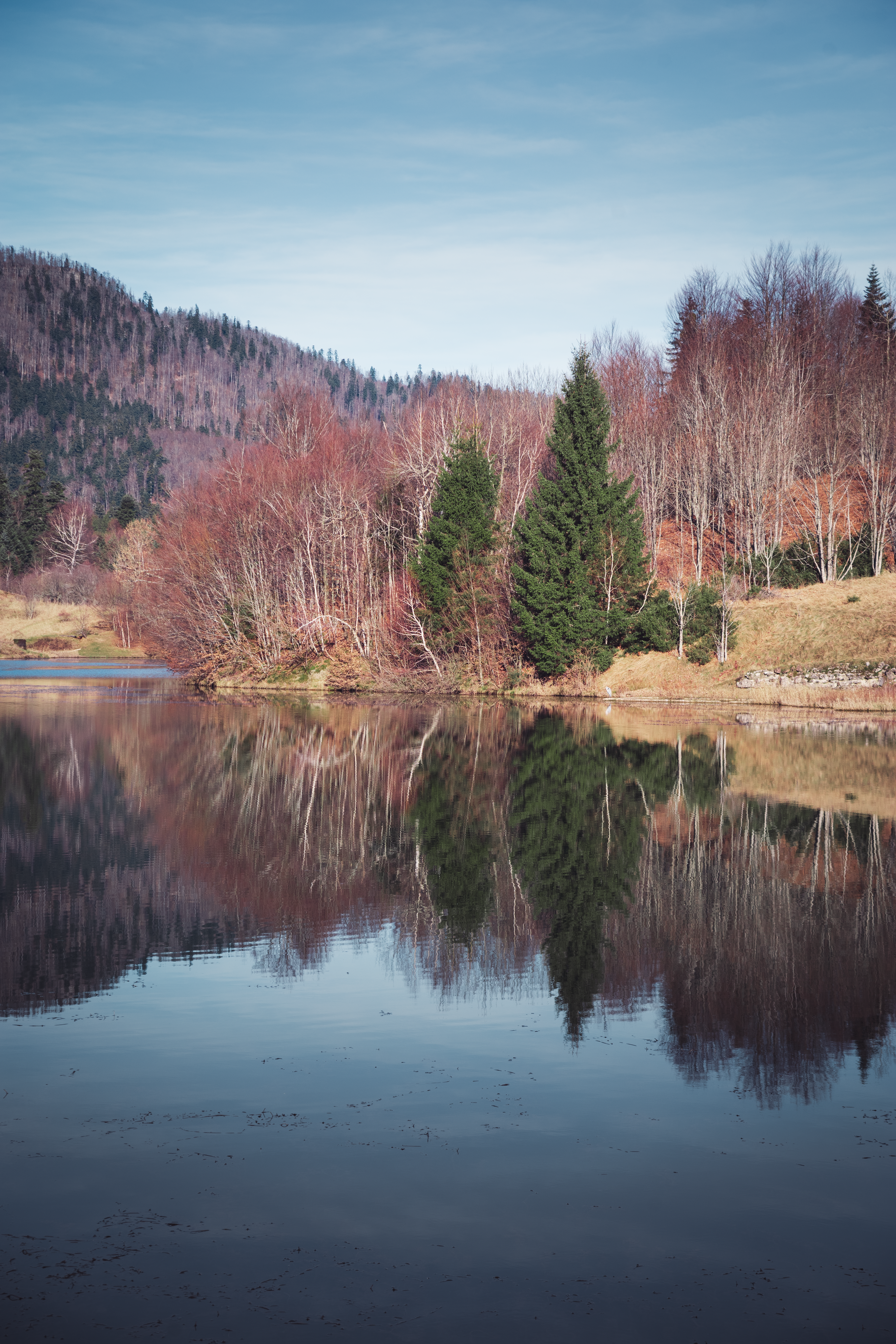 Trees reflected in a calm lake under a blue sky