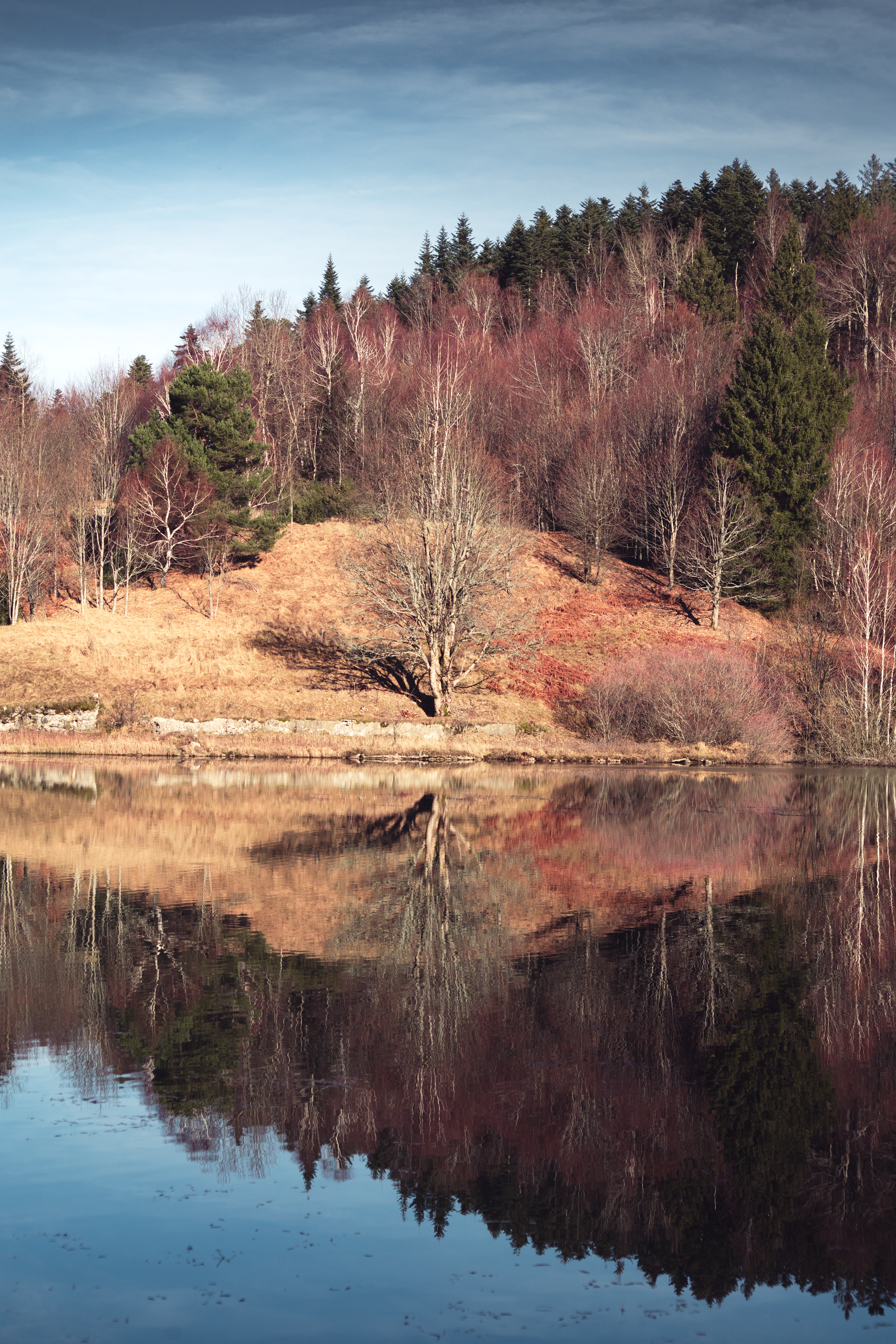 Bare trees reflected in a calm lake under blue sky.