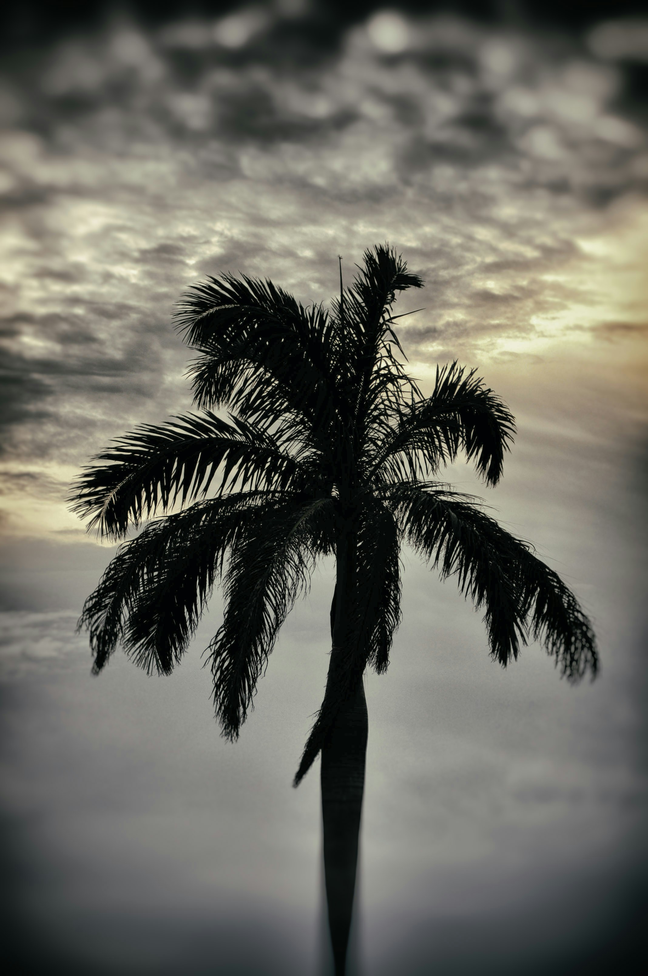Silhouette of a palm tree against a cloudy sky