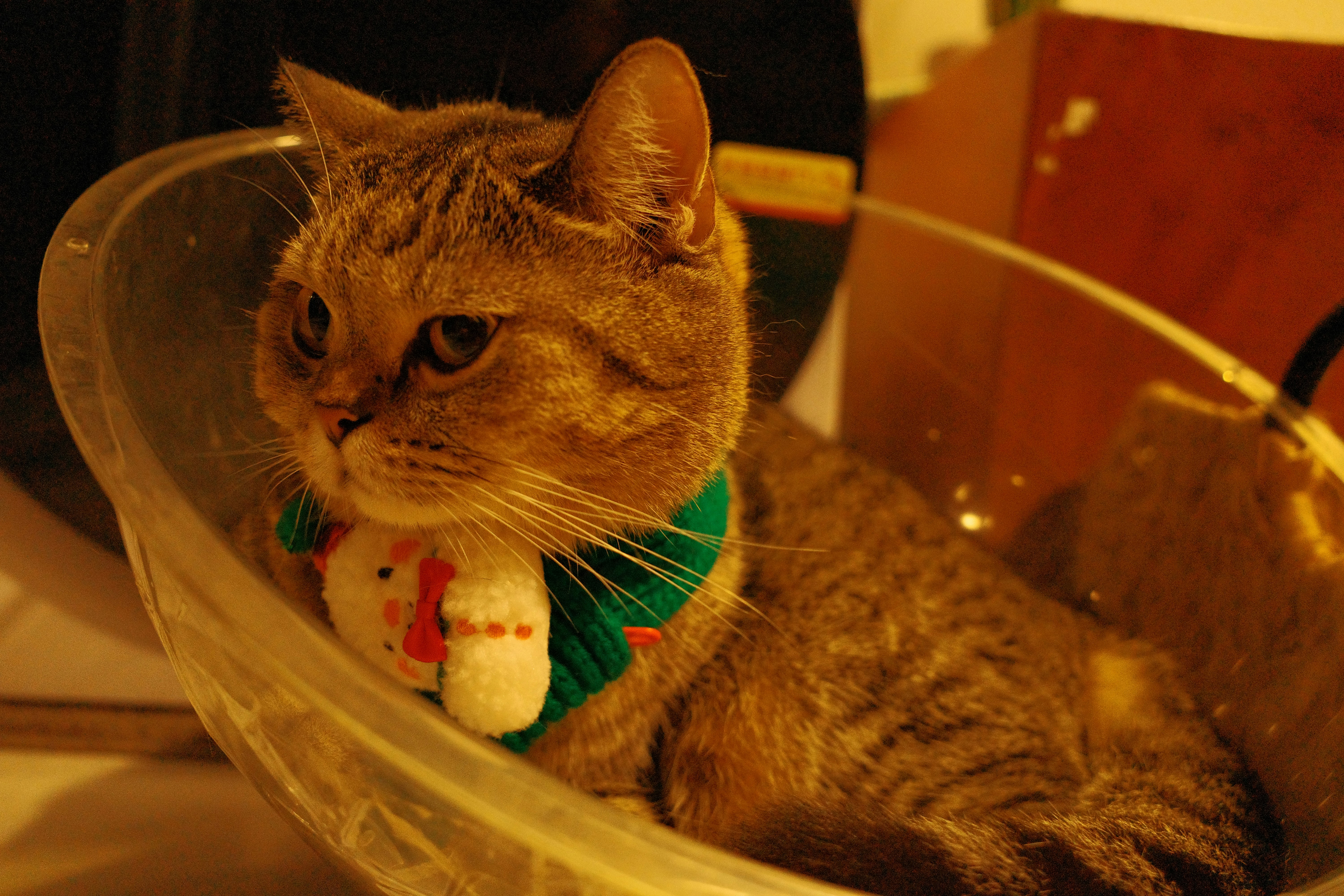 A cat wearing a festive snowman collar