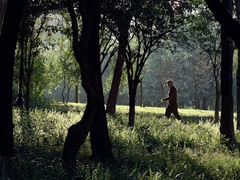 Man walking through a sunlit forest path