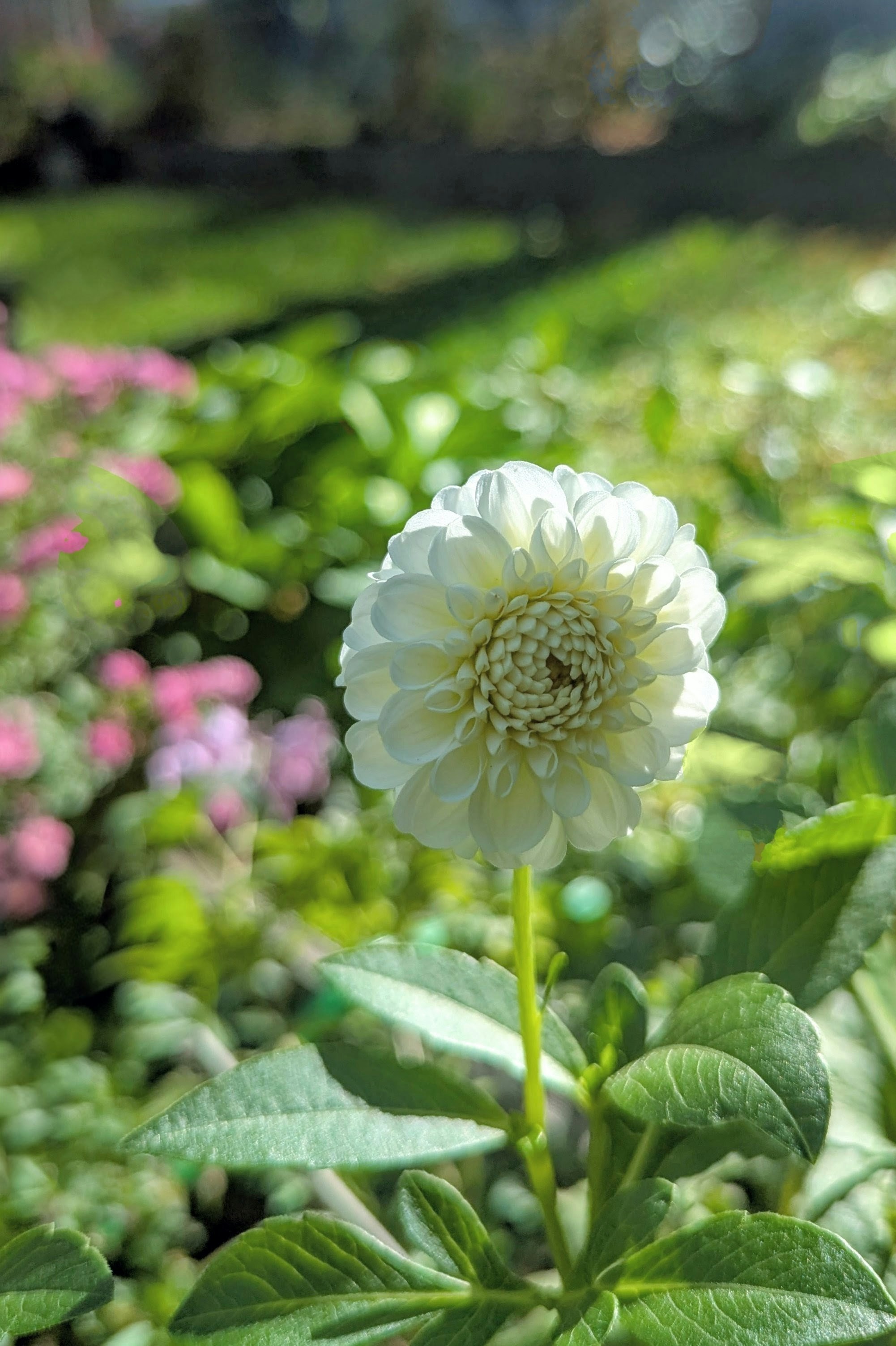 Photo by auntcake49