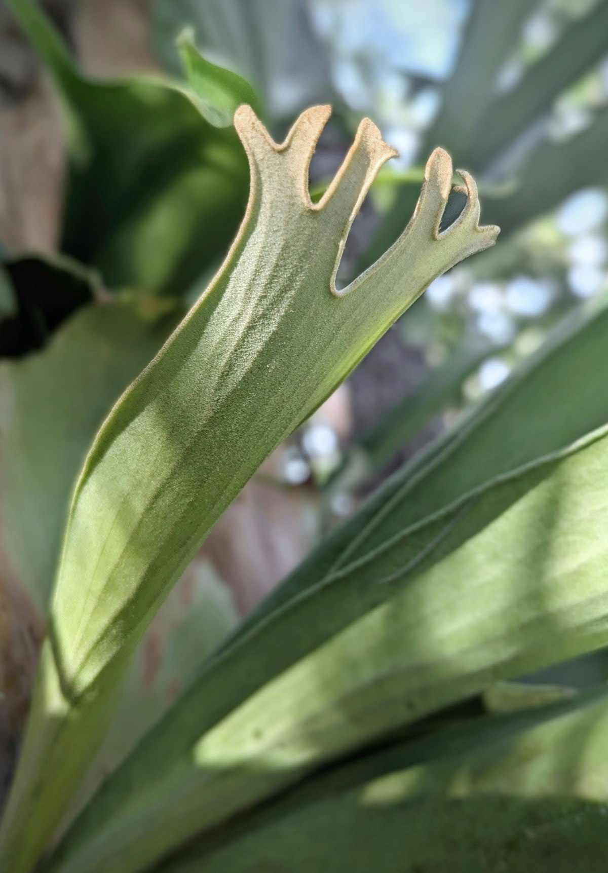 ビカクシダの水やり完全ガイド｜板付け・鉢植え別の頻度