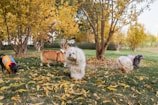 Several dogs playing in a park during autumn.