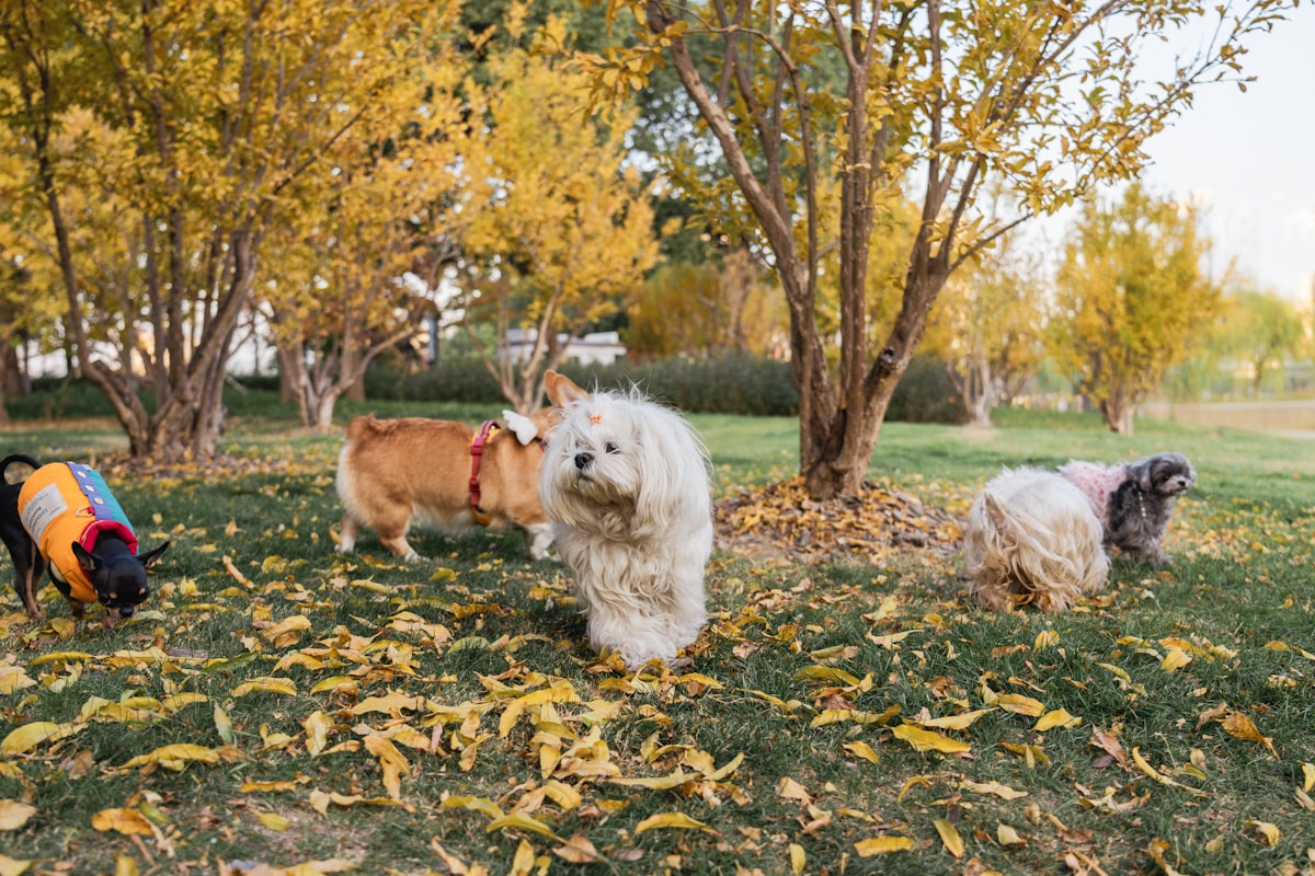 Chiens jouant dans un parc canin en automne en France
