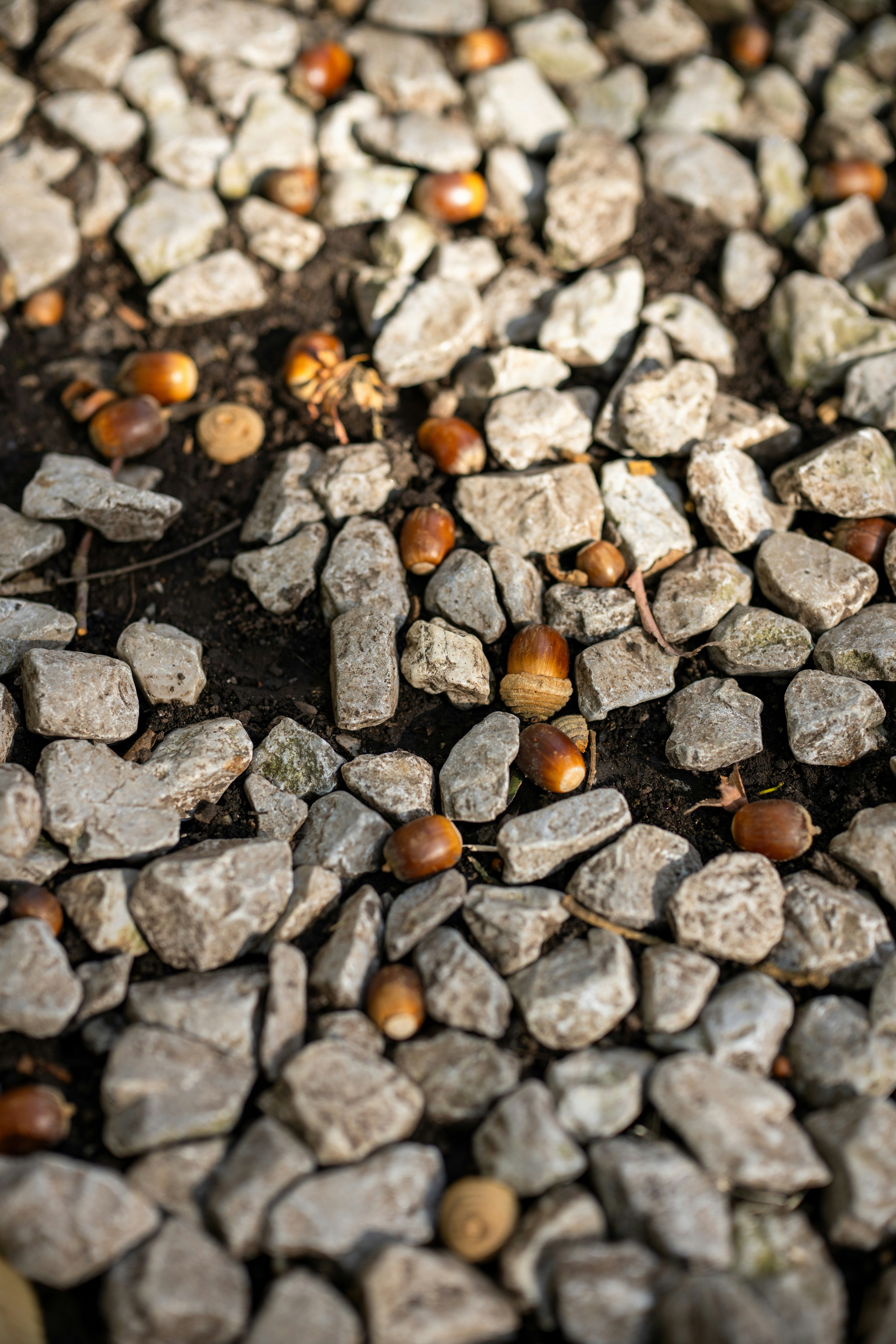 Acorns scattered among light gray stones on the ground.