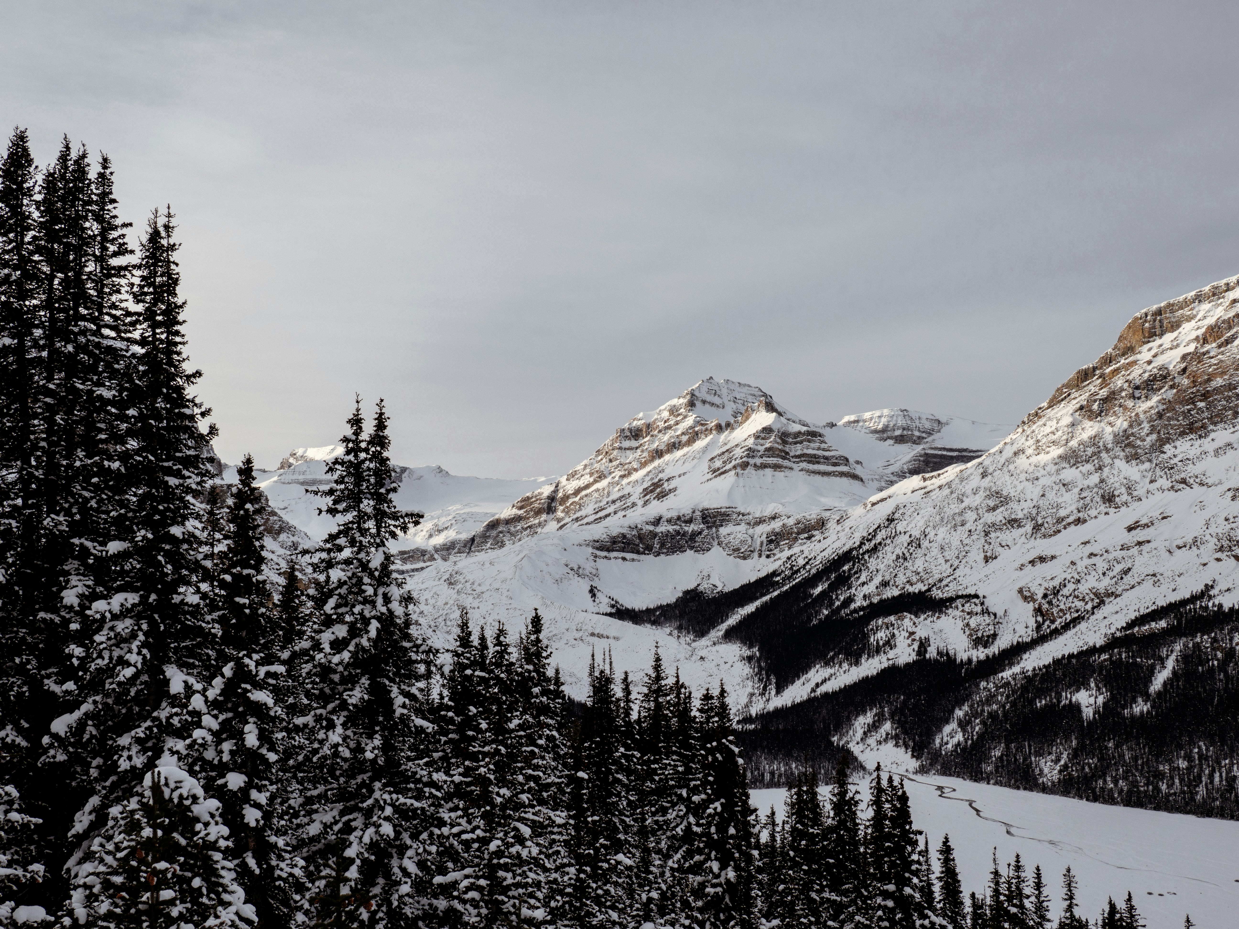 Snow-covered evergreen trees in front of majestic mountains.