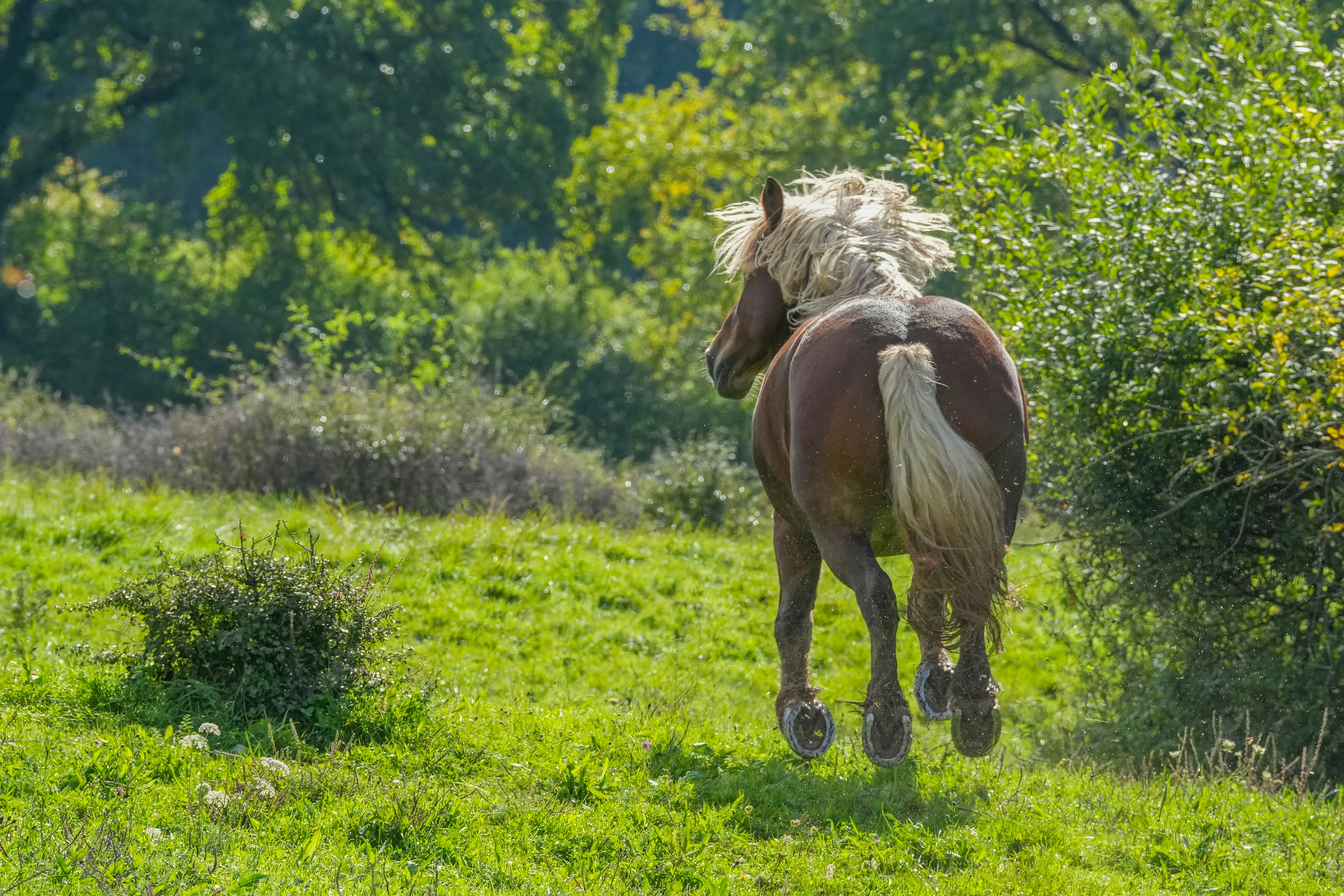 A horse running through a grassy field.