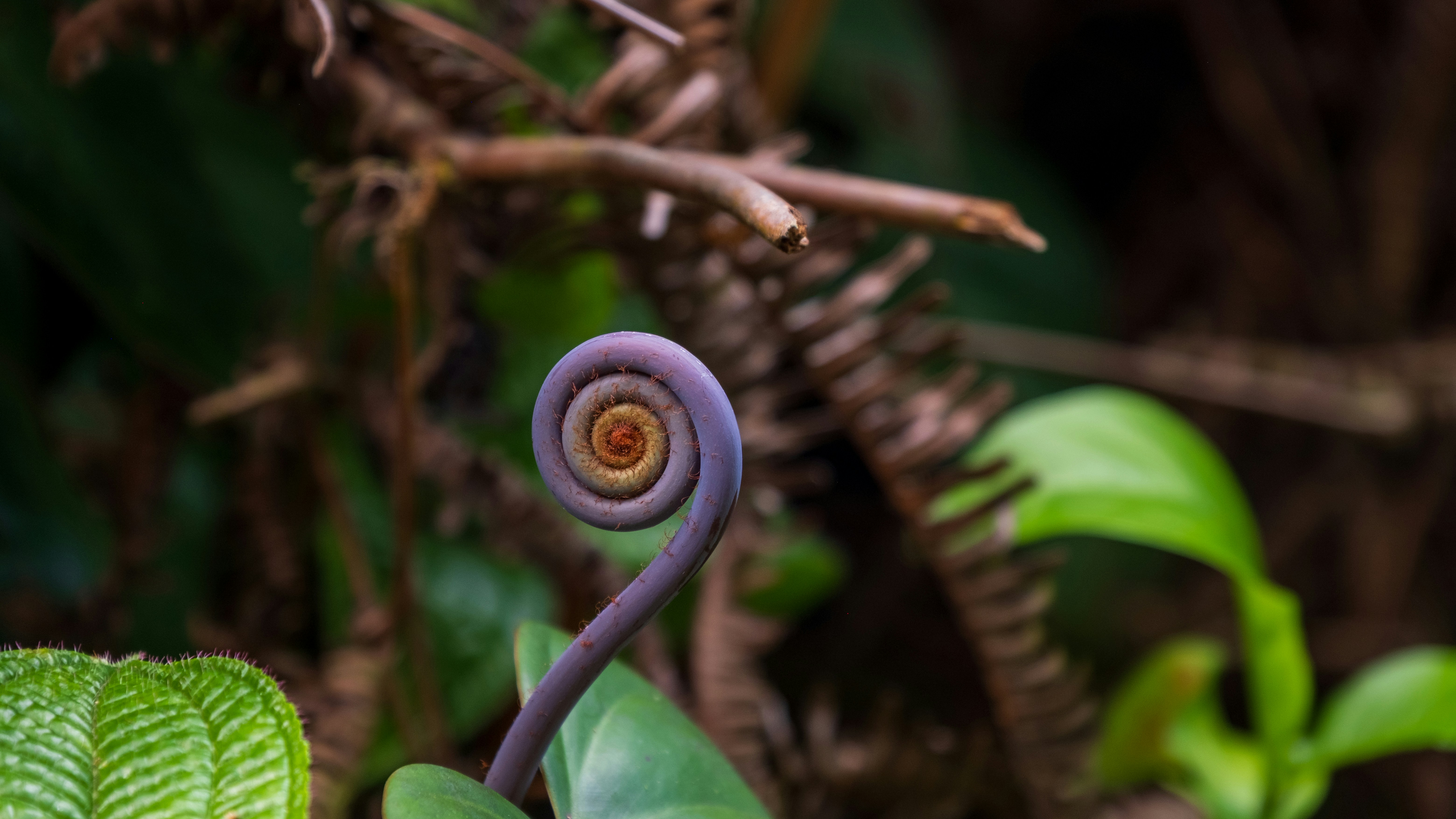 A close-up of a fern frond unfurling