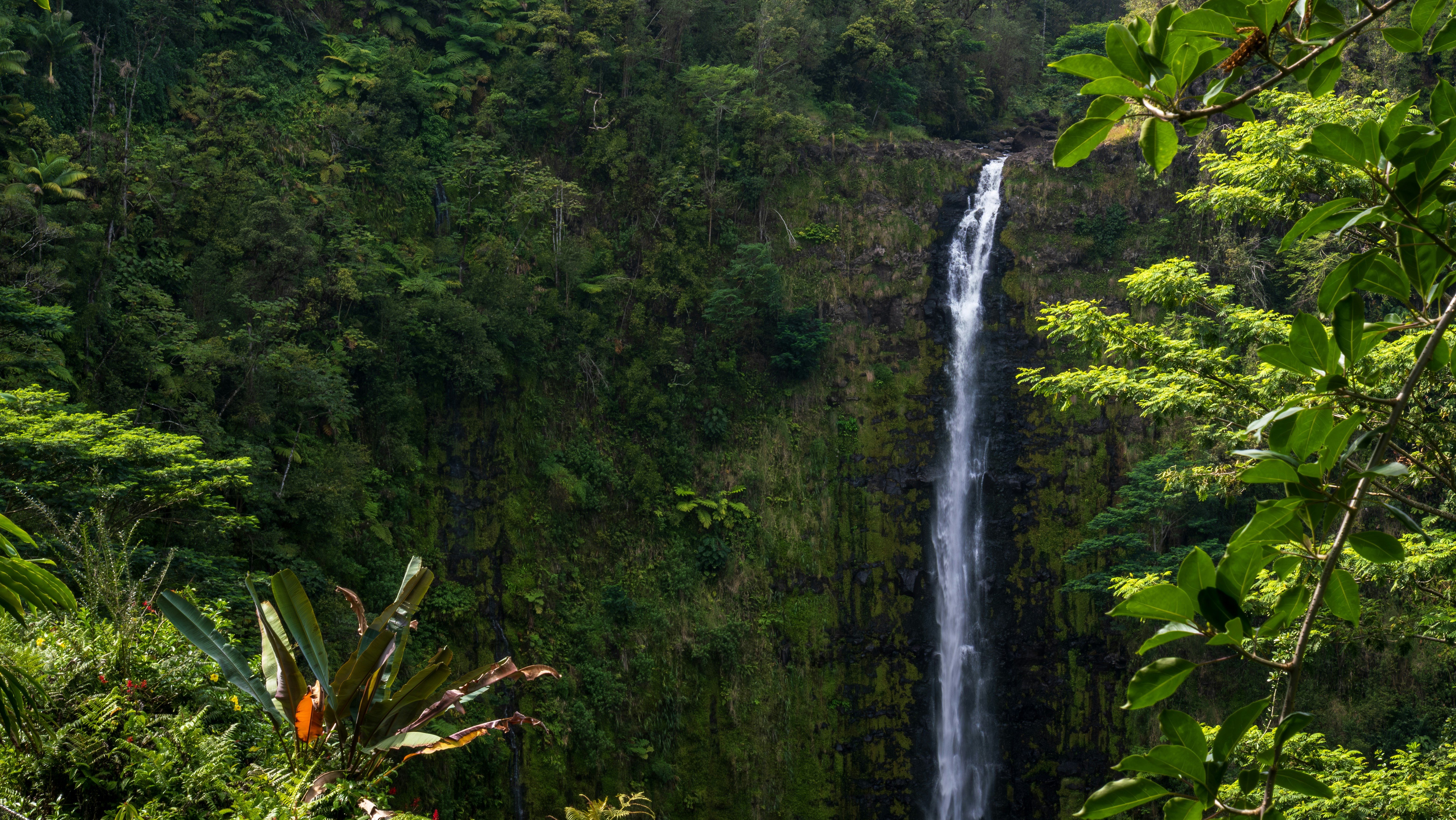 Tall waterfall cascading through lush green jungle foliage