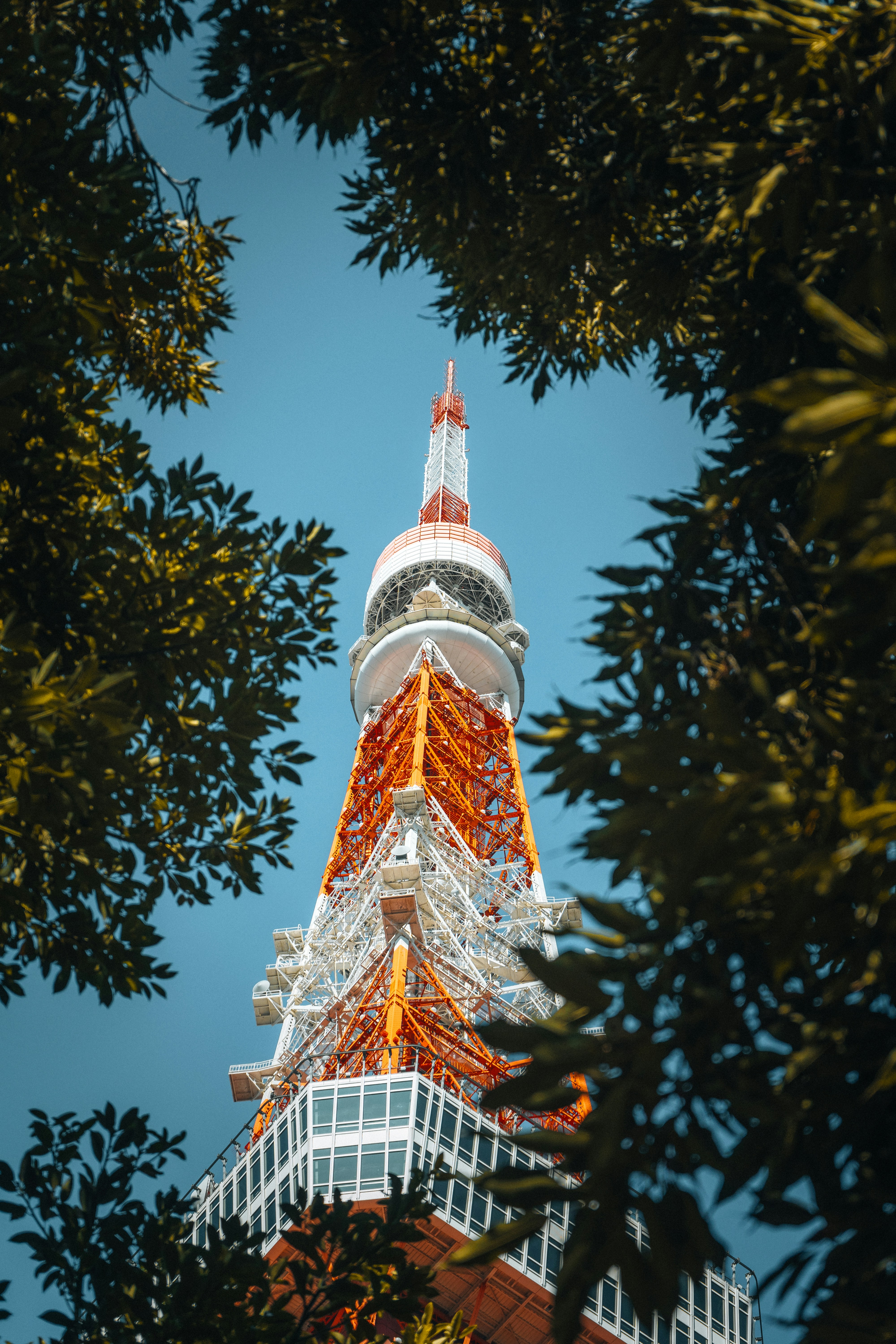 Tokyo tower framed by green leaves against blue sky