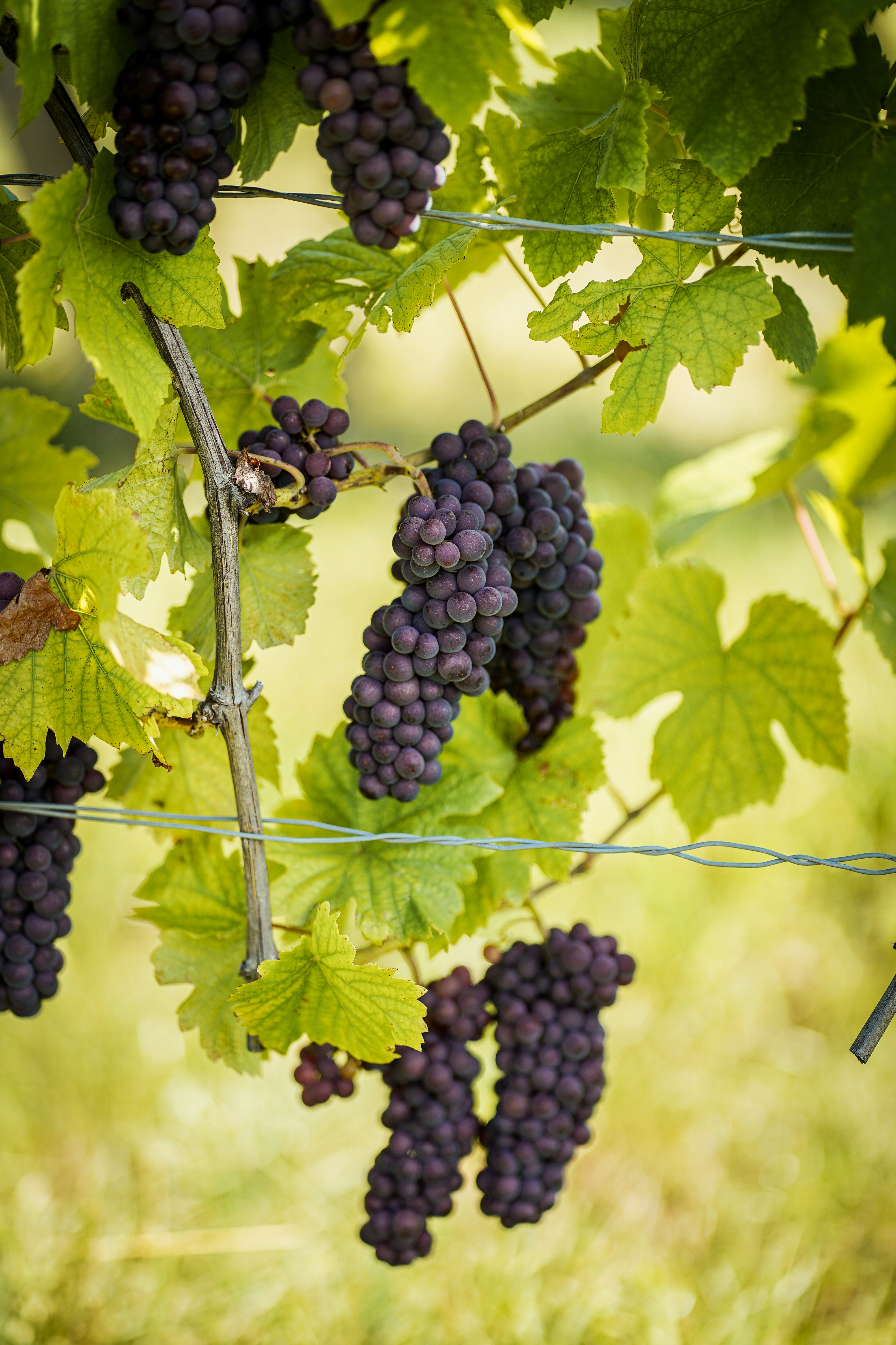 Ripe purple grapes hanging from a vine