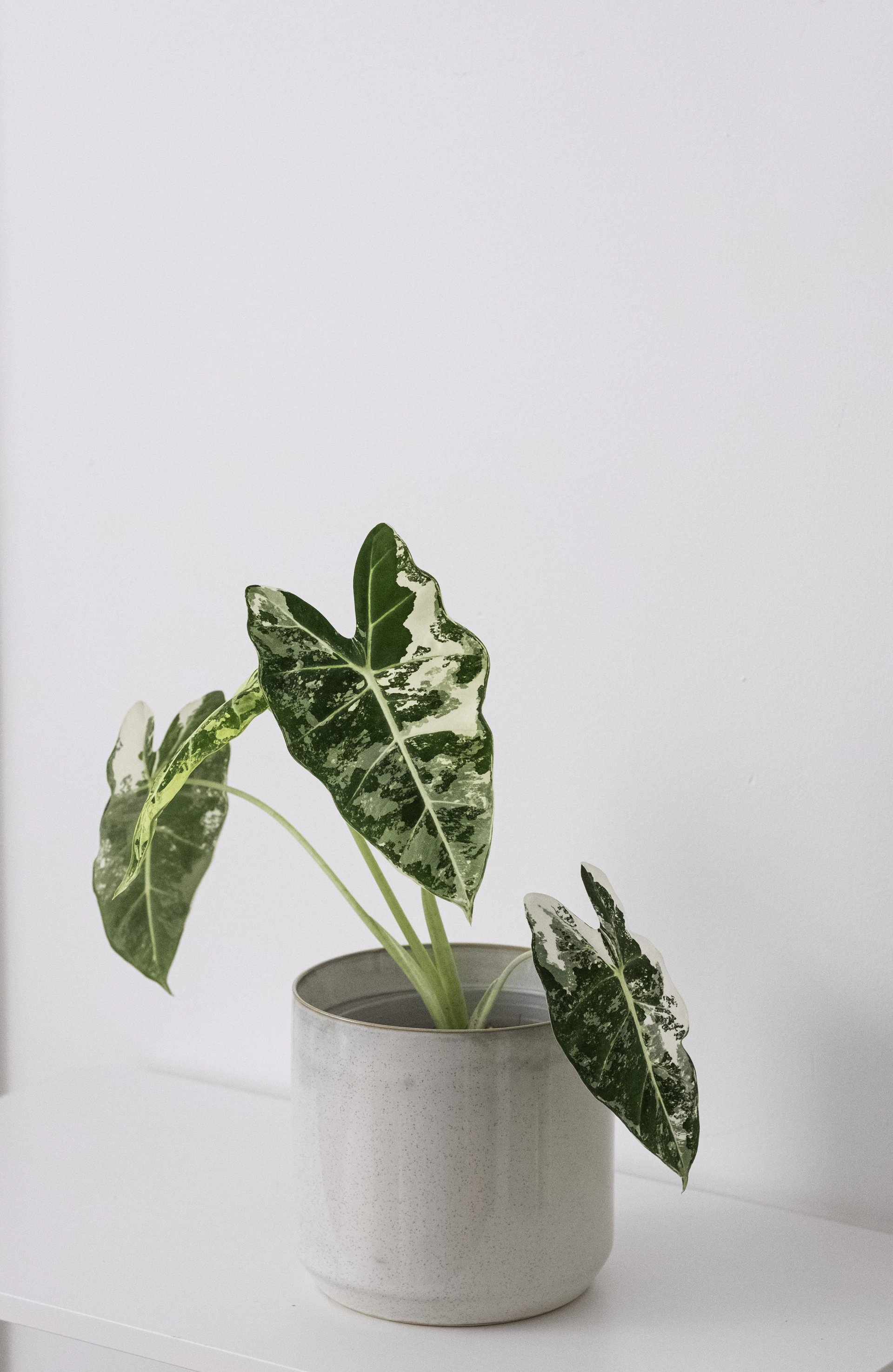 Variegated alocasia plant in a simple pot.