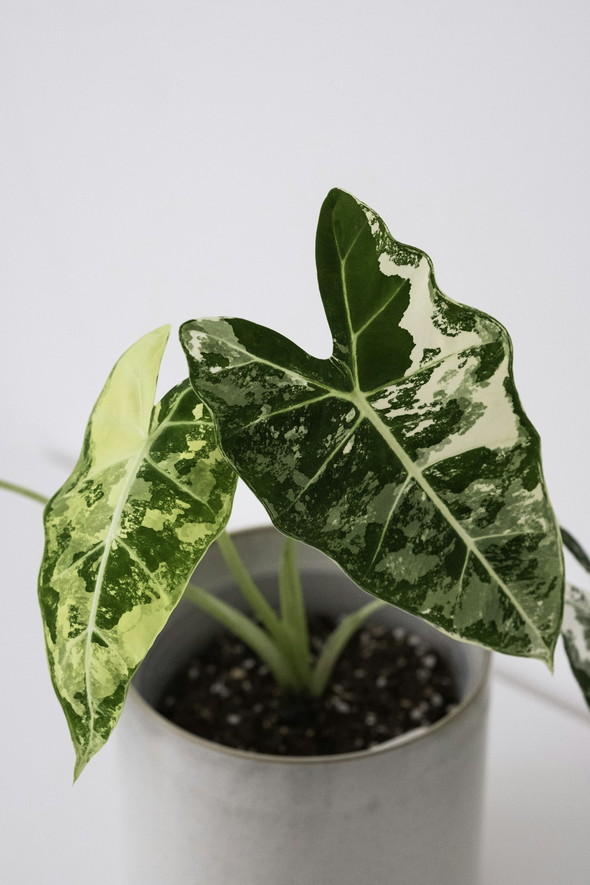 アロカシア属 全種一覧｜Kew POWO準拠の学名データベース