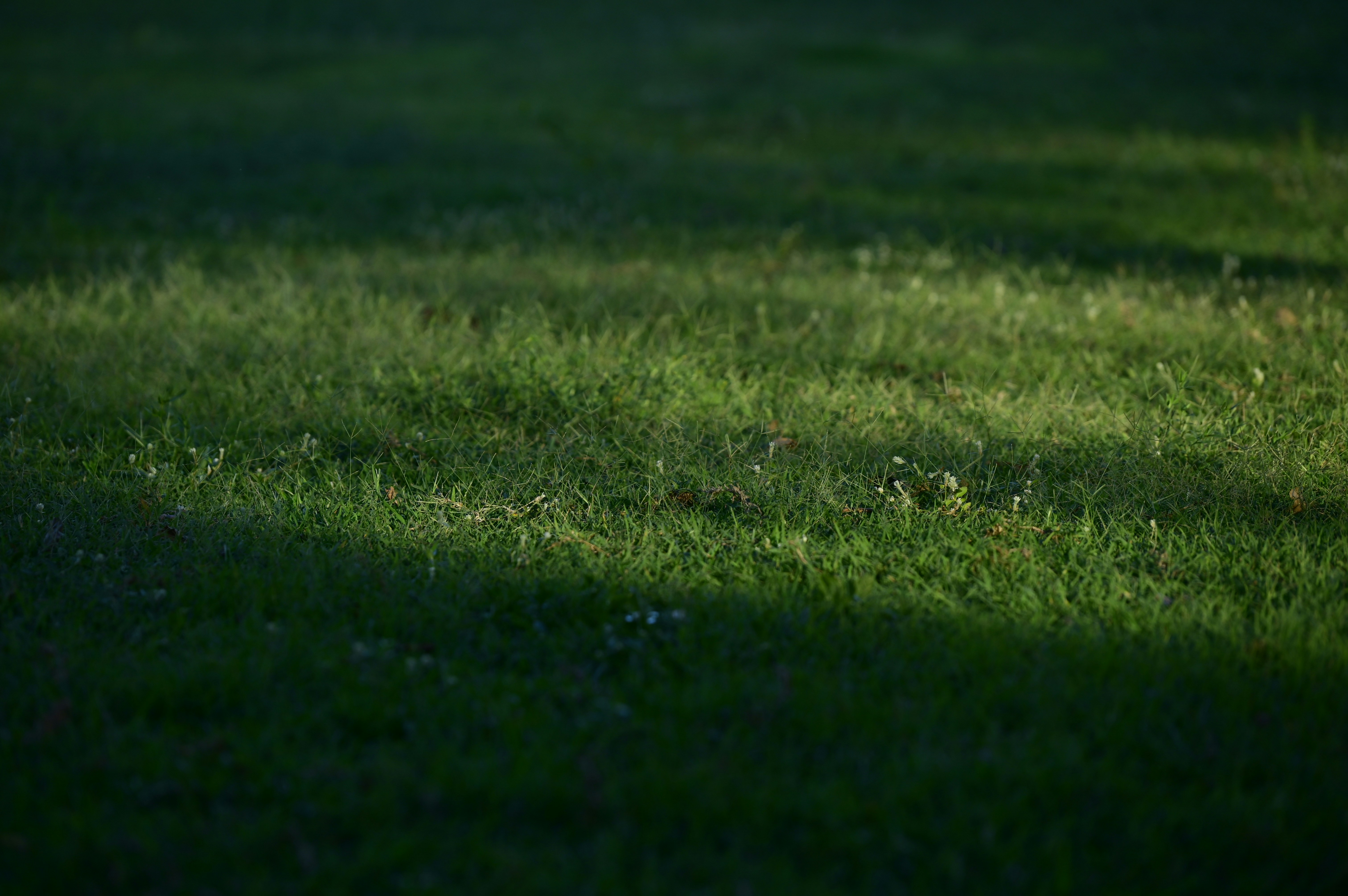Green grass with dappled sunlight and shadow.
