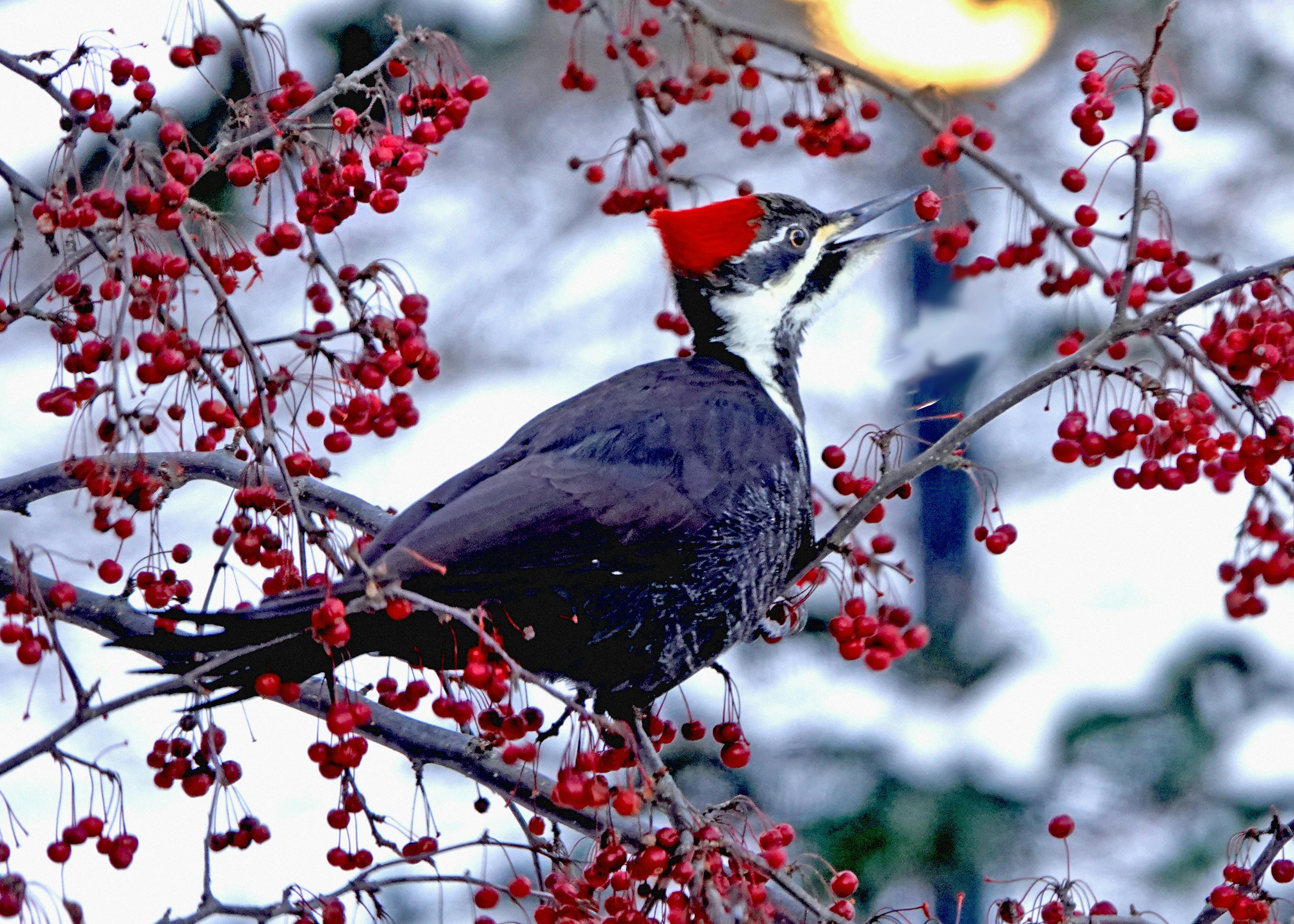 Pileated woodpecker perched on a branch with red berries