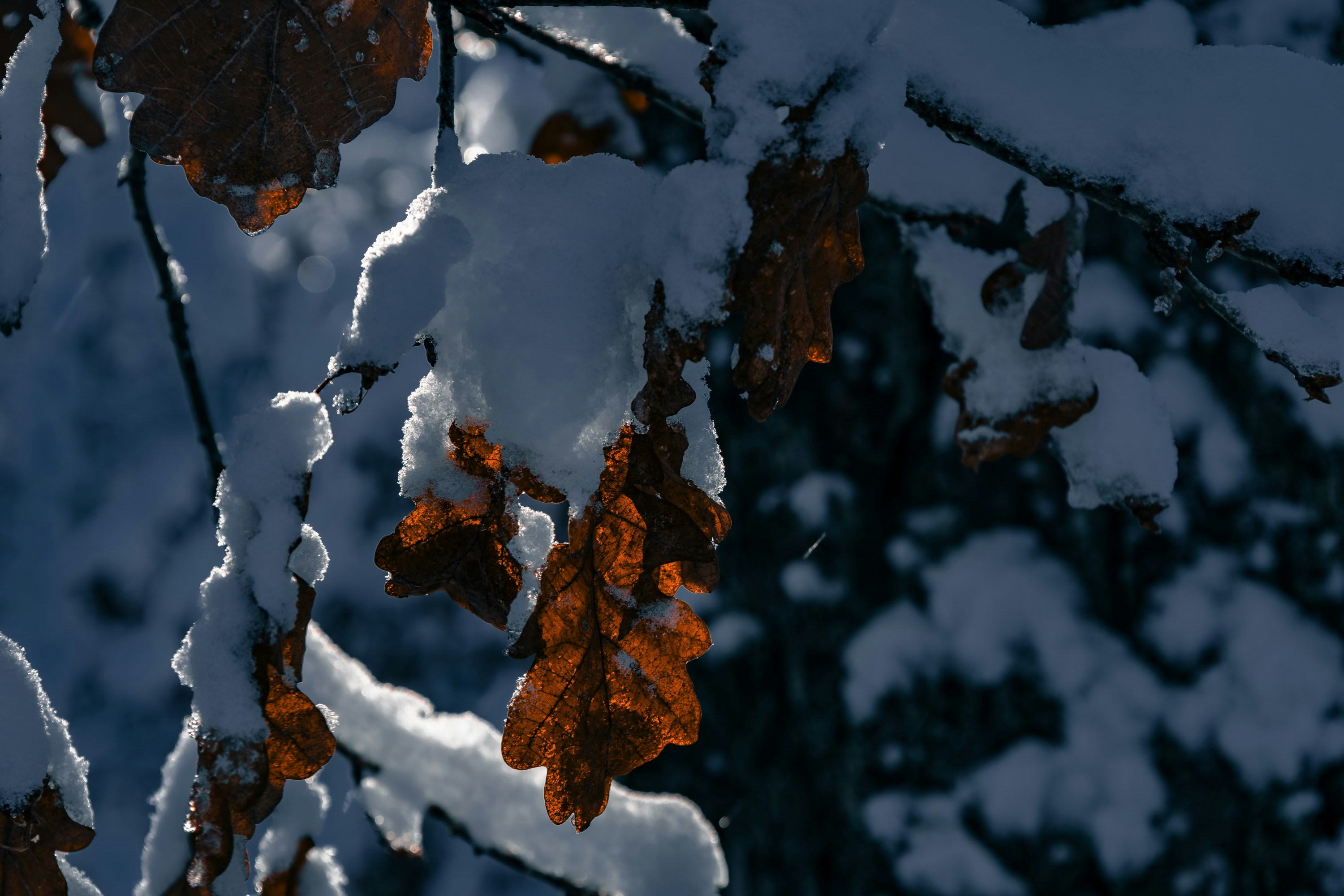 Brown leaves covered in snow on a branch.