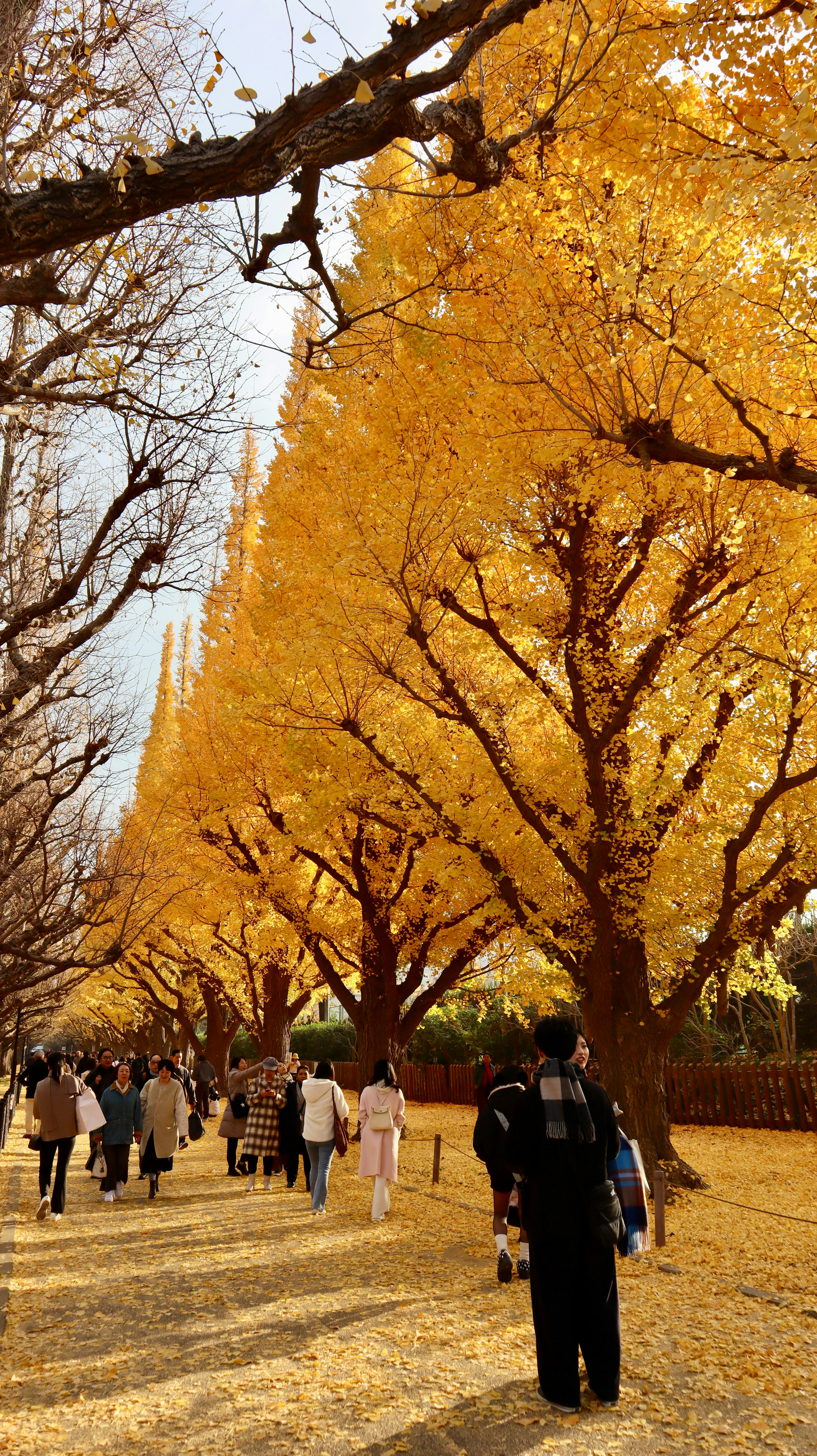 人々は黄金色の秋の木々が並ぶ道を歩いています。