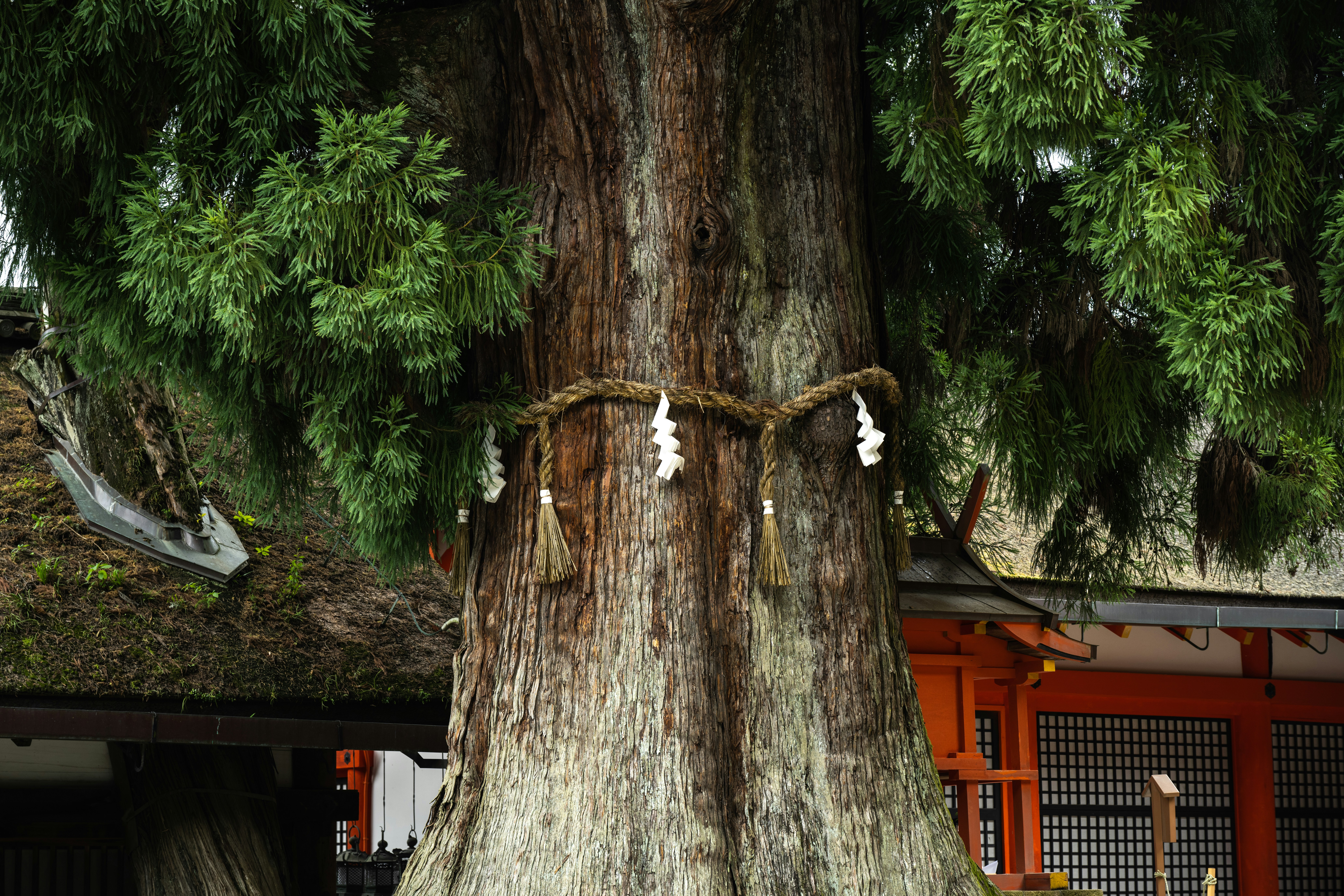 Ancient cedar tree with sacred ropes and shimenawa.