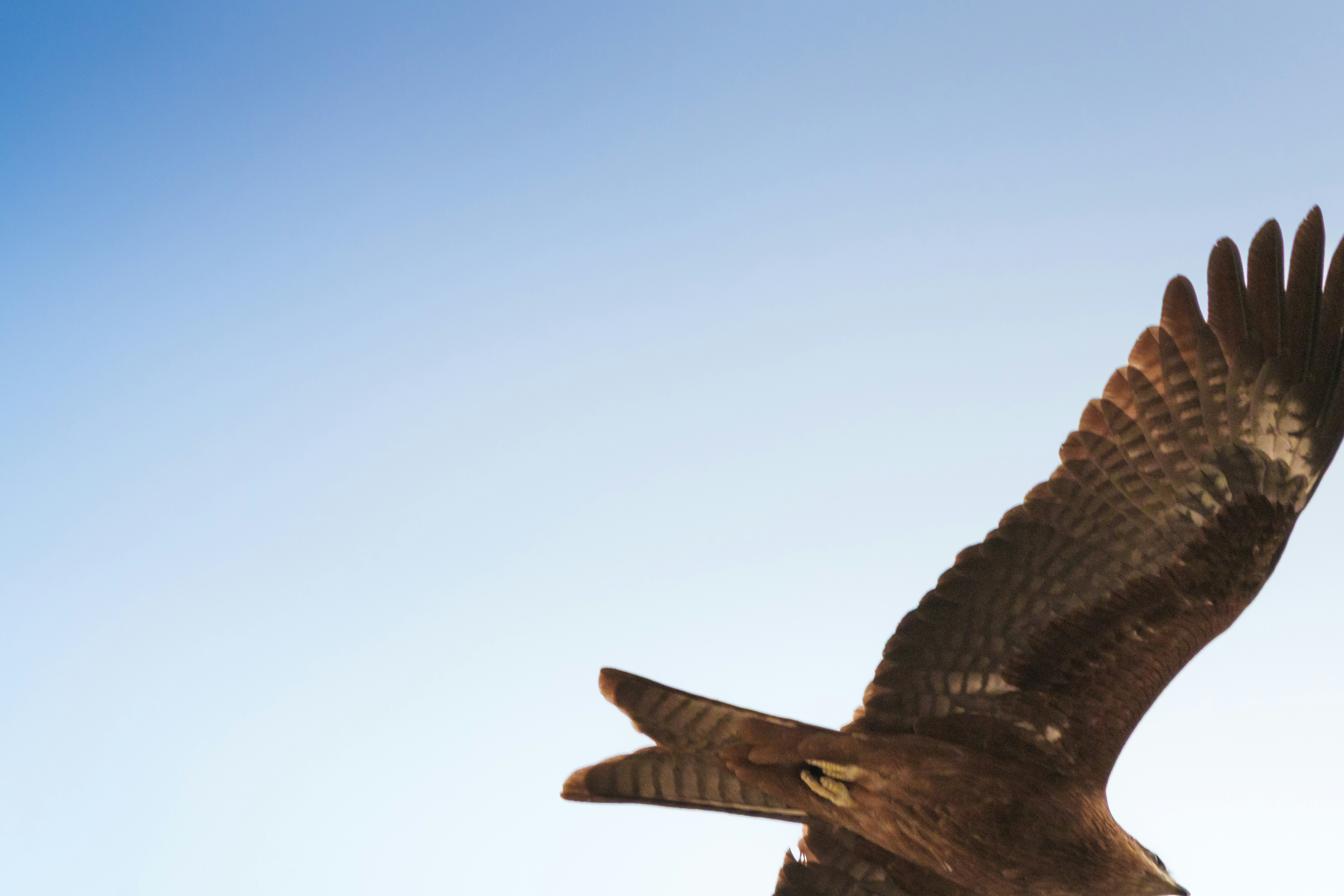 A hawk flying against a clear blue sky