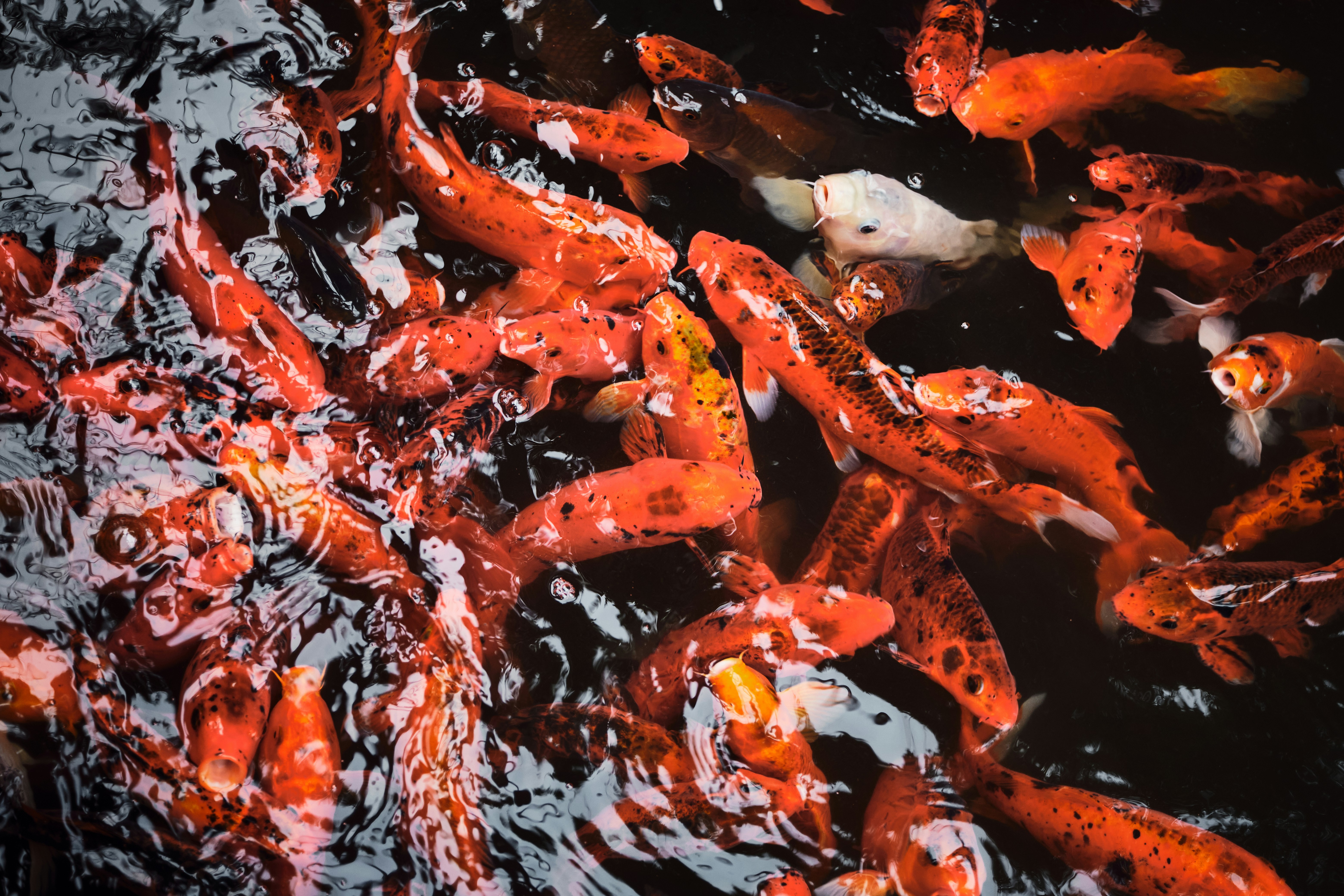 A school of vibrant orange koi fish swimming
