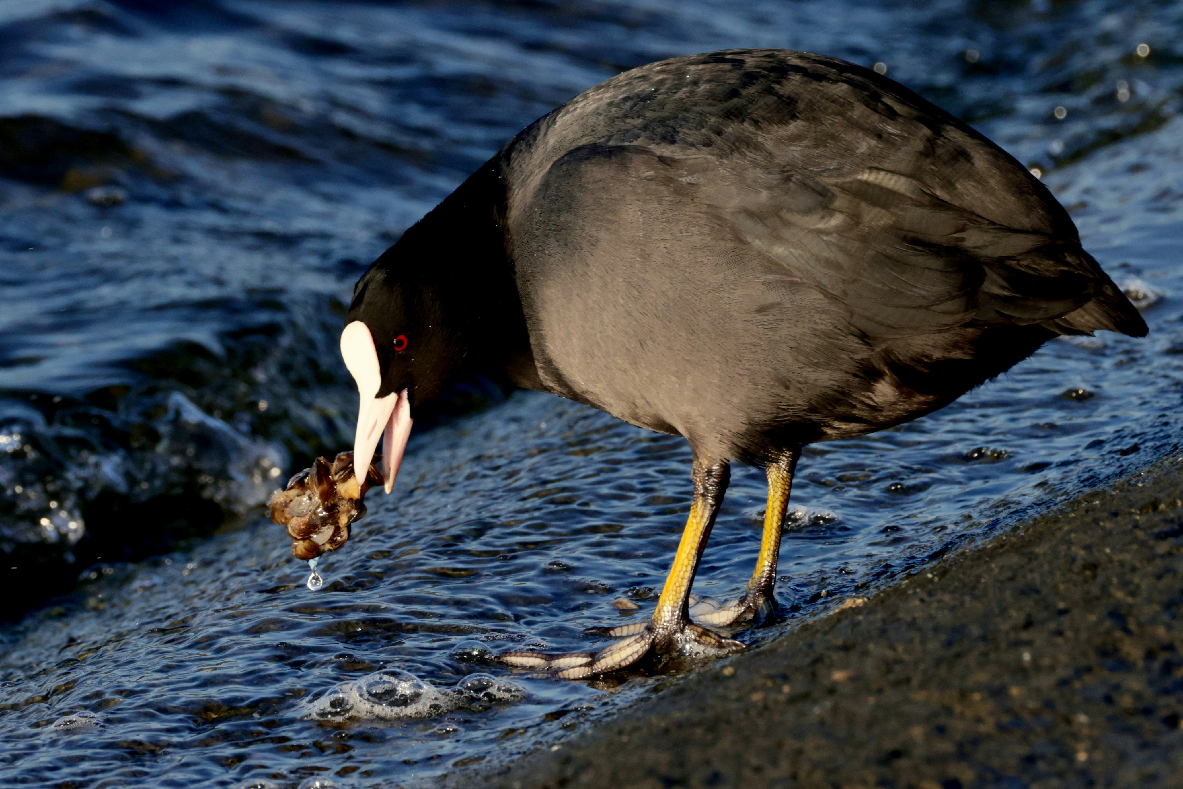 A coot bird drinks water from the shore.