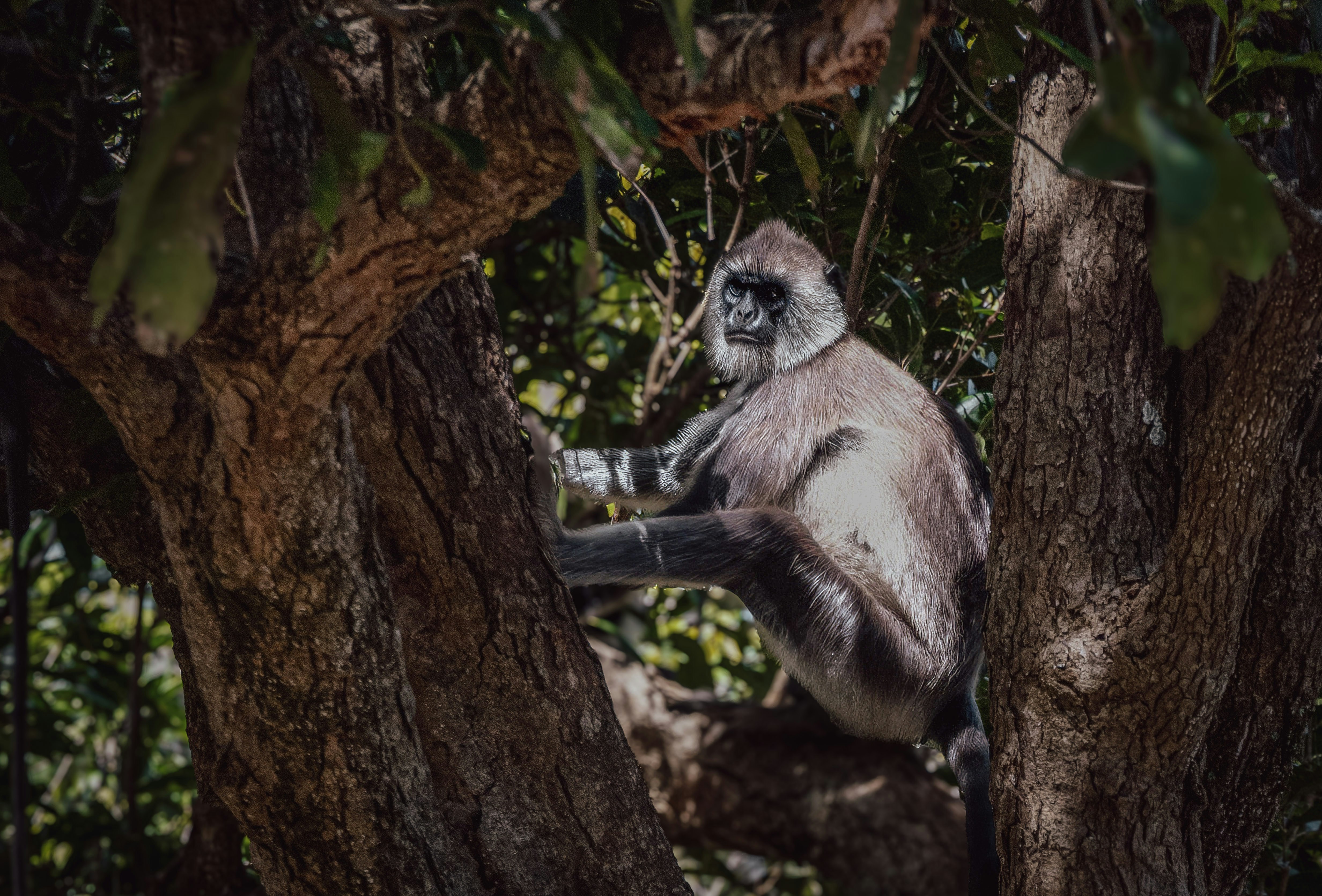 Photo by tommasodelton