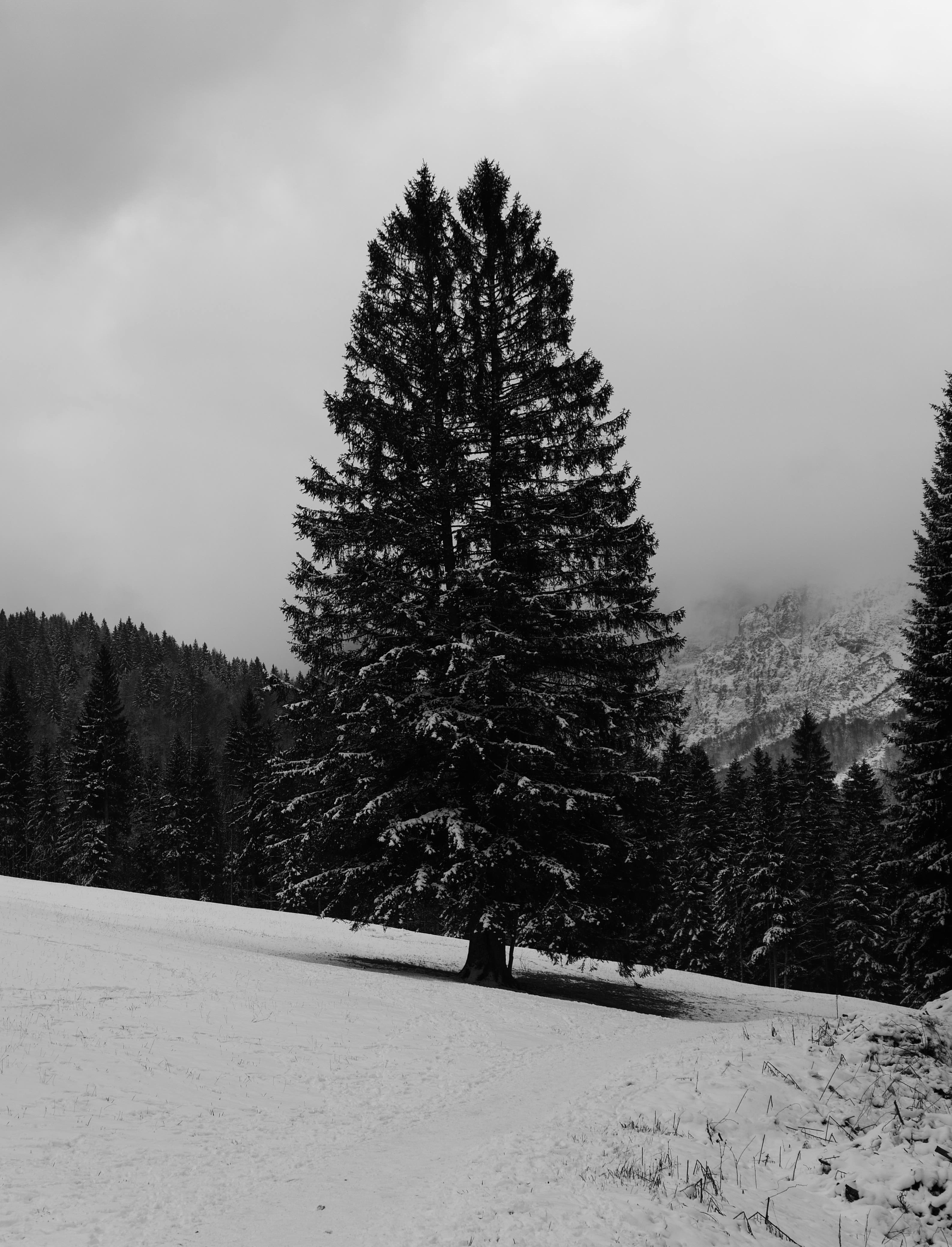 Photo by danielesimon