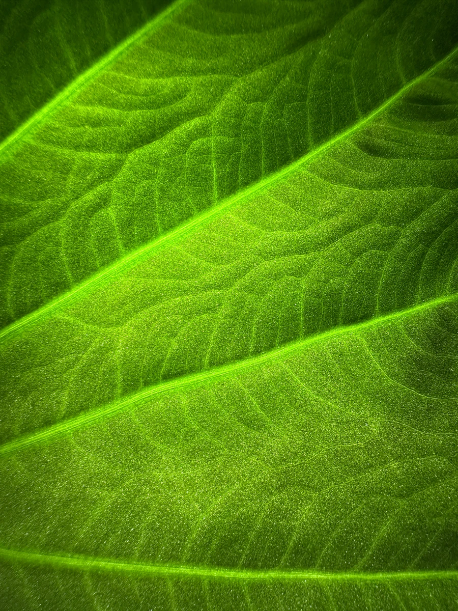 Macro shot of green leaf veins